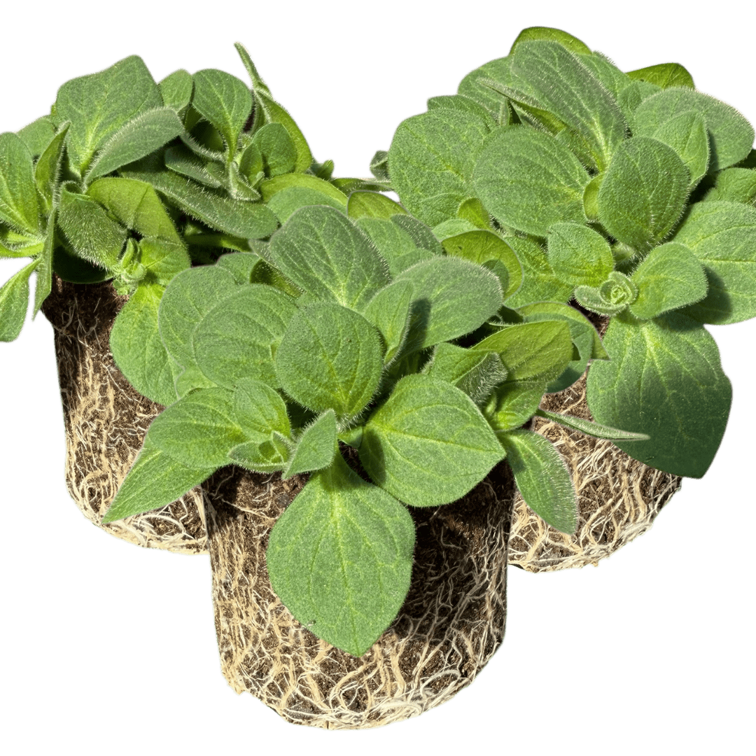 Set of 3 or 6 Large Plants - Petunia Dekko Rose Star, Outdoor Garden Ready - Frankton's
