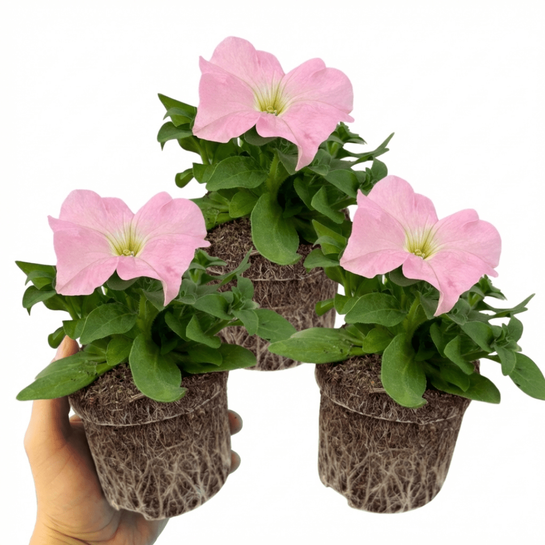 Set of 3 or 6 Large Plants - Petunia Express Apple Blossom, Outdoor Garden Ready - Frankton's