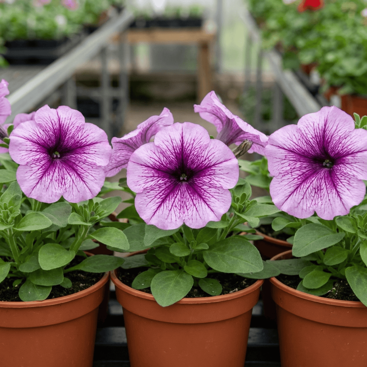 Set of 3 or 6 Large Plants - Petunia Express Pum Vein, Outdoor Garden Ready - Frankton's