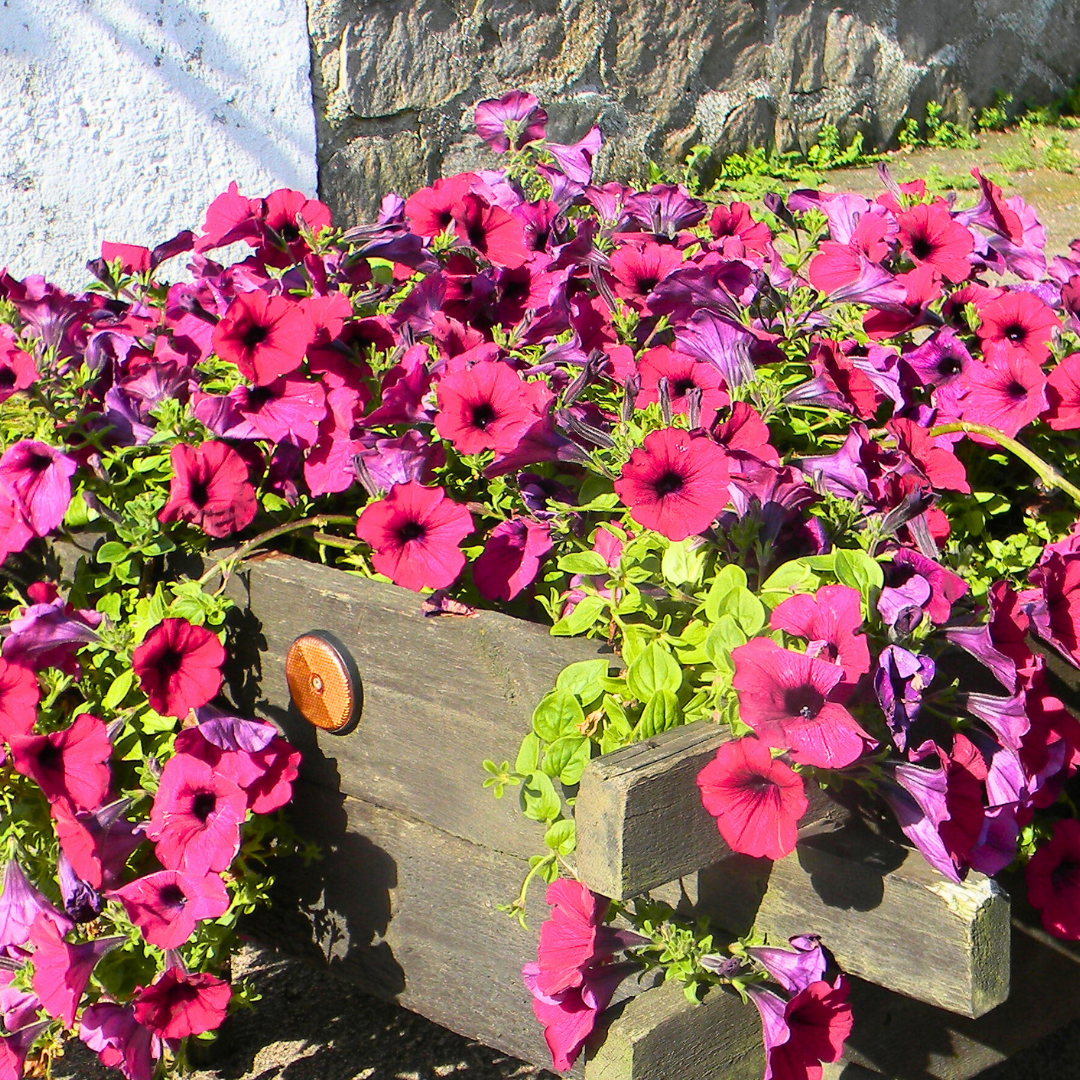 Set of 3 or 6 Large Plants - Petunia Surfinia Deep Red, Outdoor Garden Ready - Frankton's