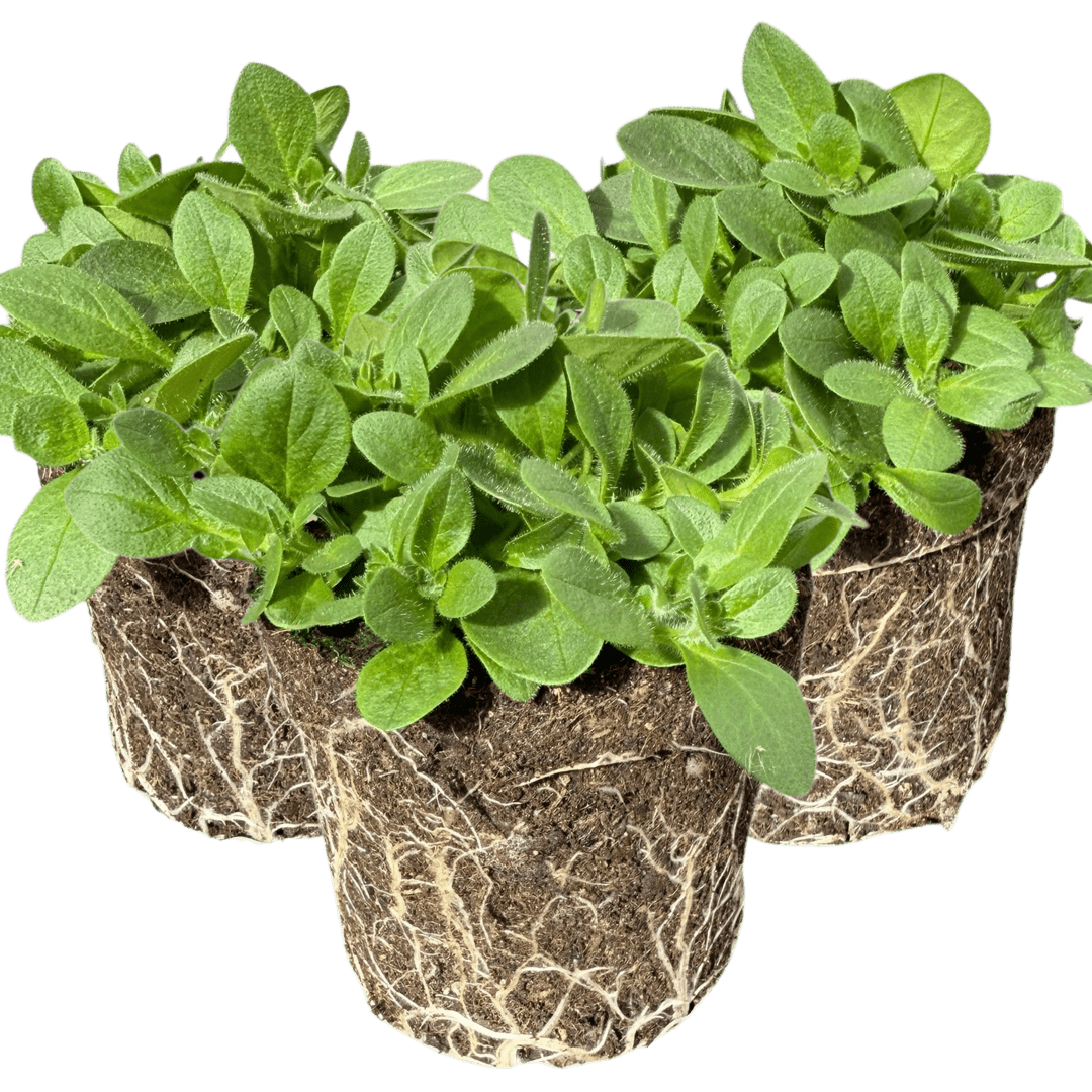 Set of 3 or 6 Large Plants - Petunia Surfinia Hot Pink, Outdoor Garden Ready - Frankton's