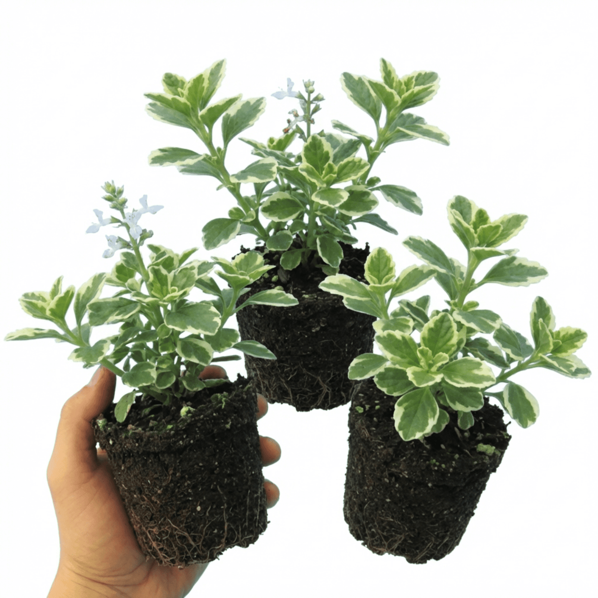 Set of 3 or 6 Large Plants - Plectranthus Coleoides / Swedish Ivy, Outdoor Garden Ready - Frankton's