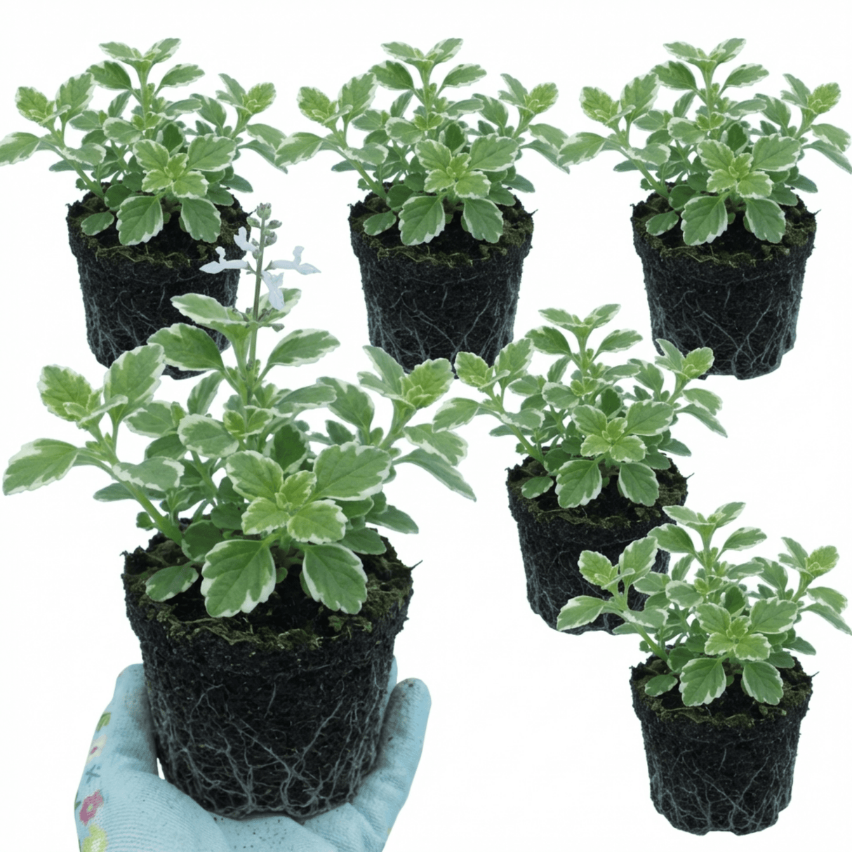 Set of 3 or 6 Large Plants - Plectranthus Coleoides / Swedish Ivy, Outdoor Garden Ready - Frankton's