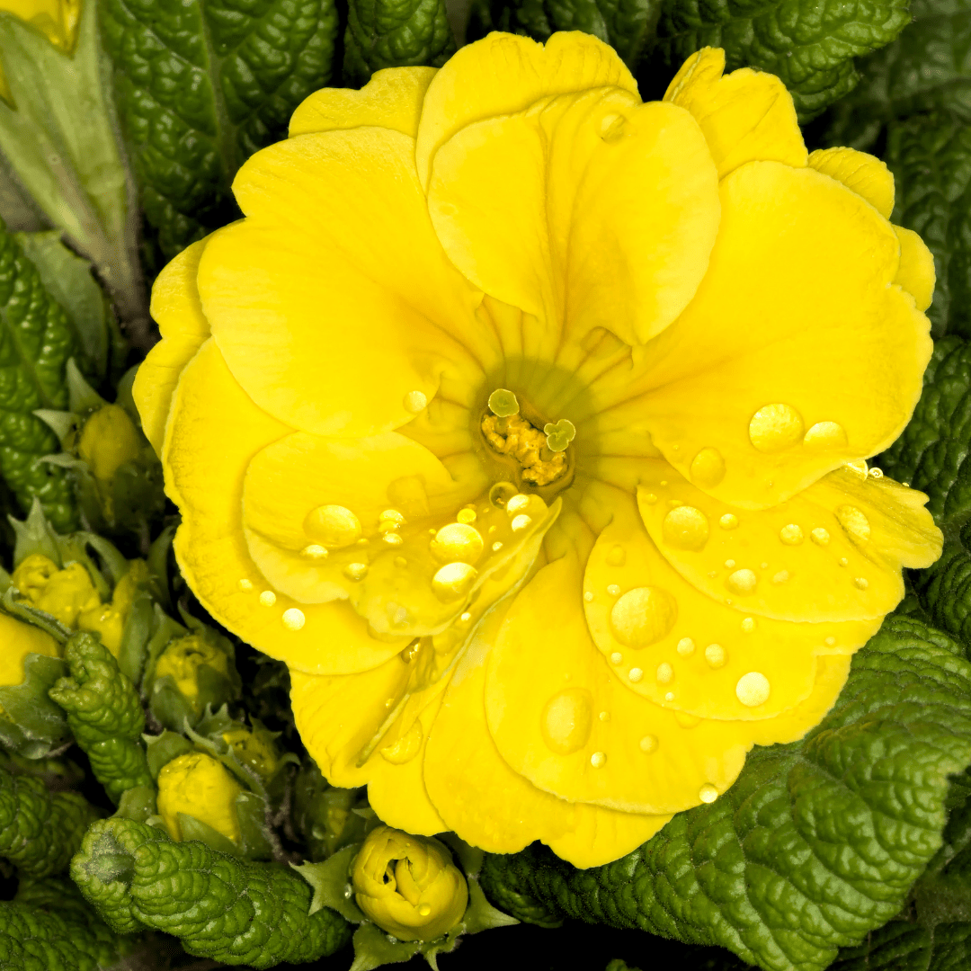 Set of 3 or 6 Large Plants - Polyanthus Yellow, Ready to Plant in Your Garden, Peat Free - Frankton's