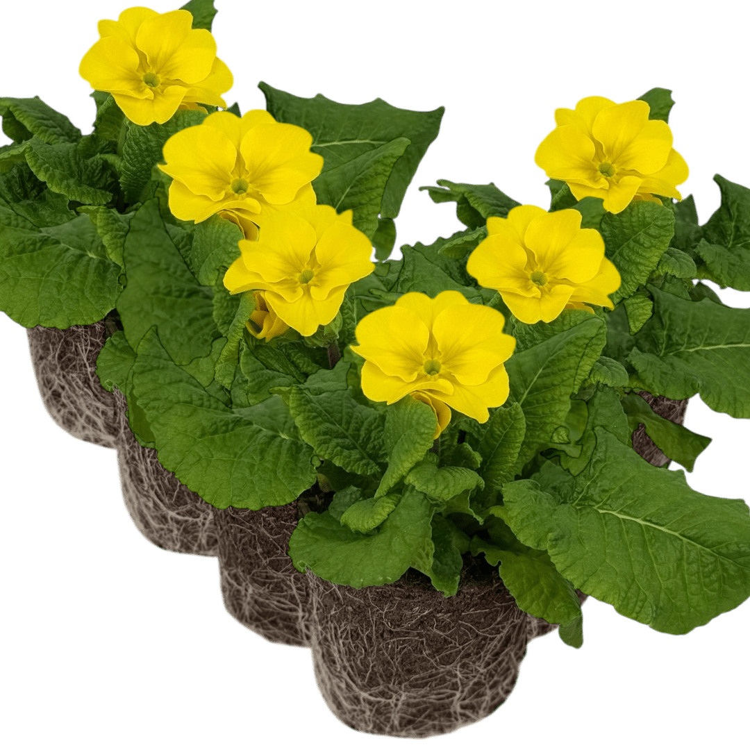 Set of 3 or 6 Large Plants - Polyanthus Yellow, Ready to Plant in Your Garden, Peat Free - Frankton's