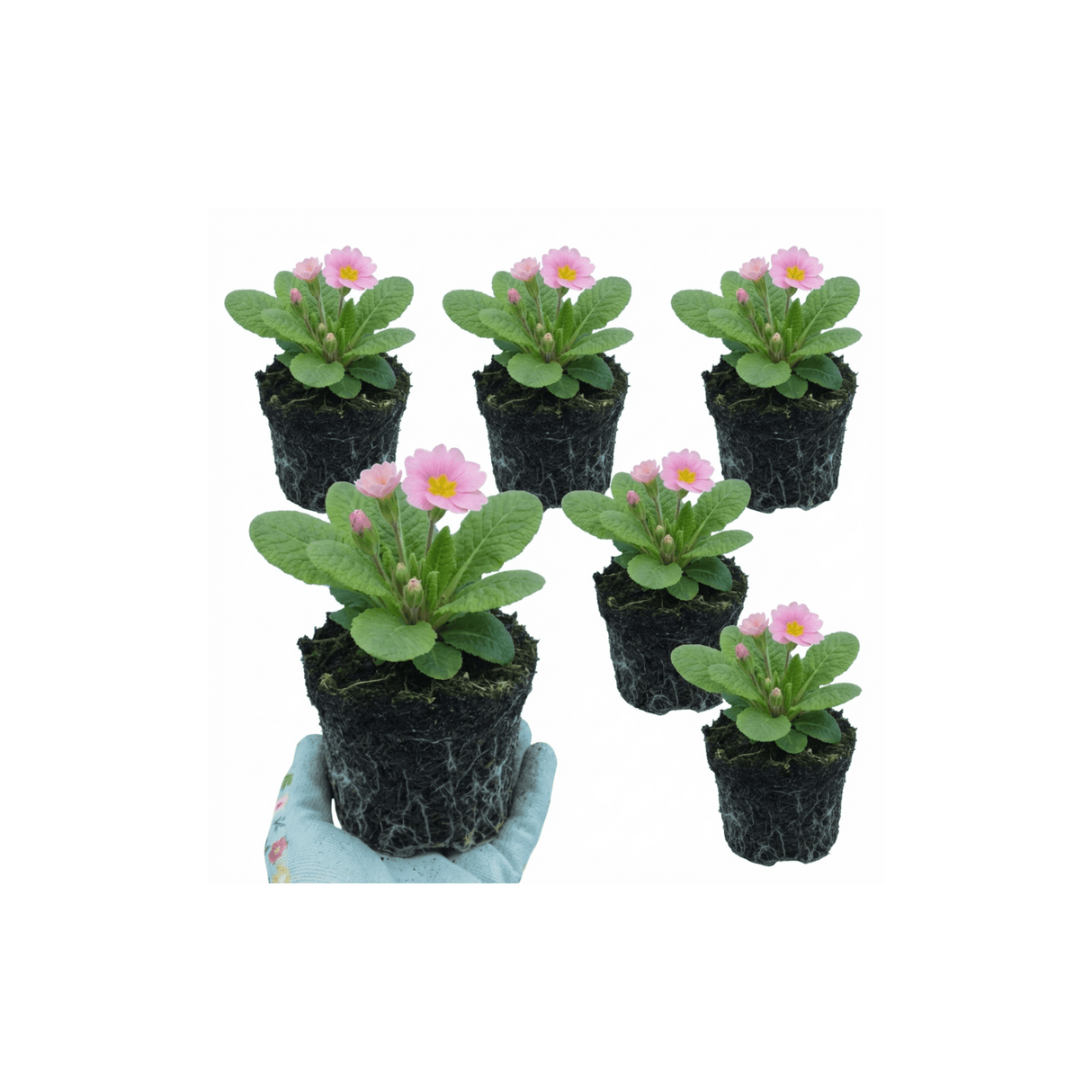 Set of 3 or 6 Large Plants - Primrose Strawberry, Ready to Plant in Your Garden, Peat Free - Frankton's