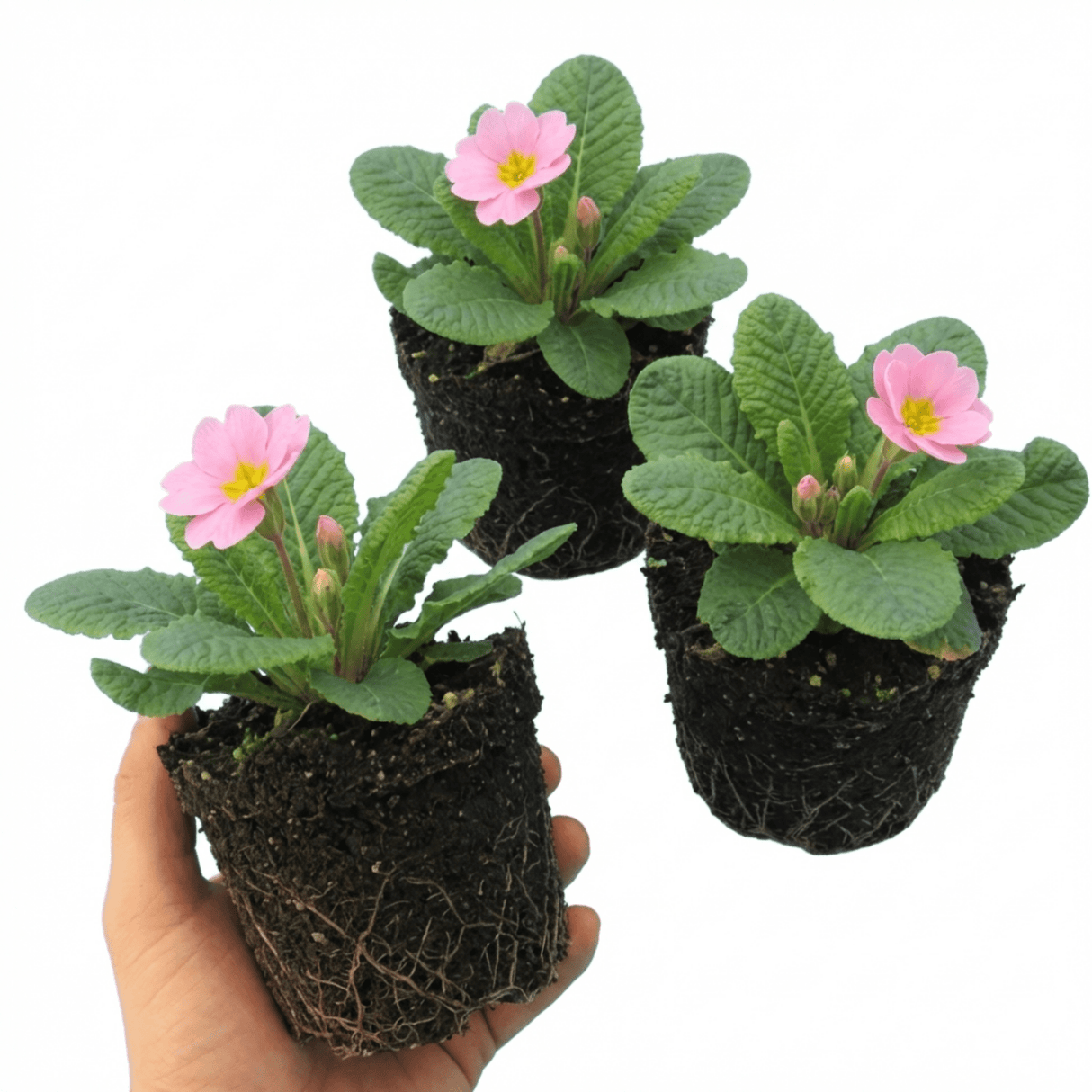 Set of 3 or 6 Large Plants - Primrose Strawberry, Ready to Plant in Your Garden, Peat Free - Frankton's