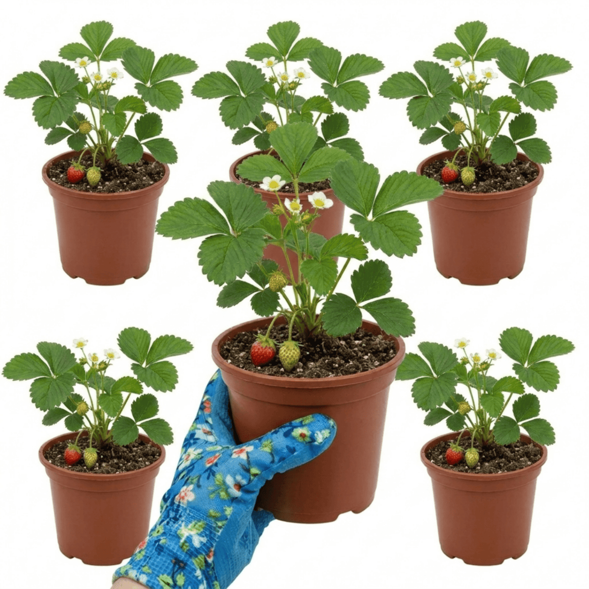 Set of 3 or 6 Large Plants - Strawberry Delizz Variety, Outdoor Garden Ready, 1L - Frankton's