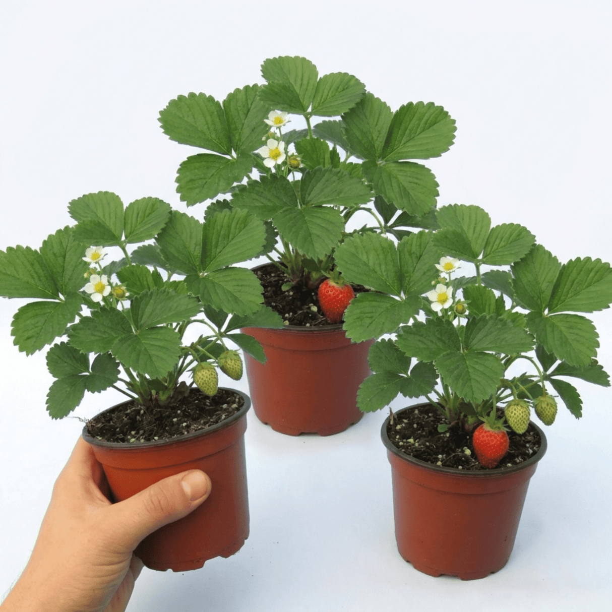 Set of 3 or 6 Large Plants - Strawberry Delizz Variety, Outdoor Garden Ready, 1L - Frankton's