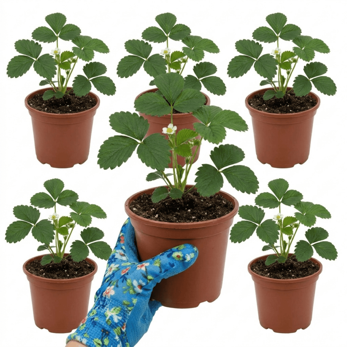 Set of 3 or 6 Large Plants - Strawberry Loran Variety, Outdoor Garden Ready, 1L - Frankton's