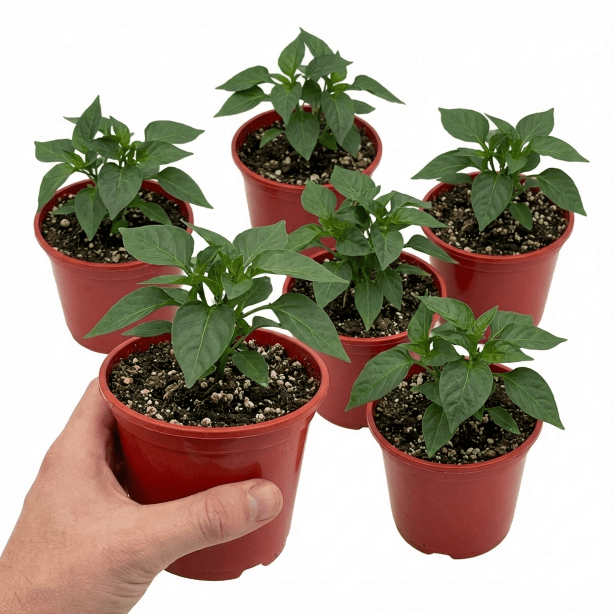Set of 3 or 6 Large Plants - Sweet Pepper Redskin, Ready to Plant in Your Garden - Frankton's