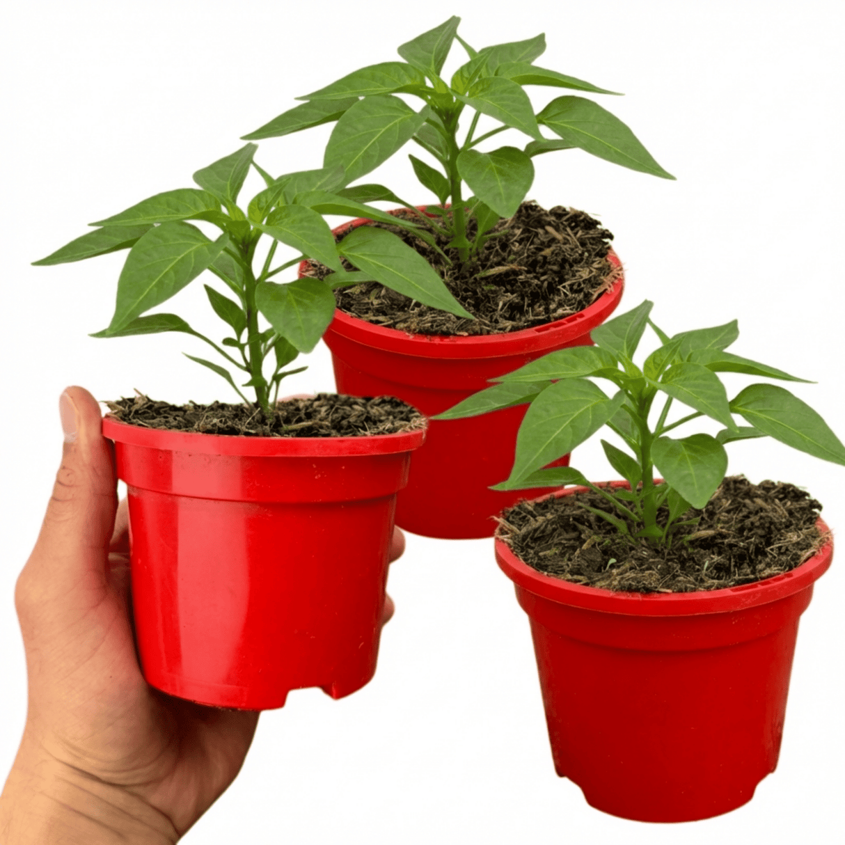Set of 3 or 6 Large Plants - Sweet Pepper Redskin, Ready to Plant in Your Garden - Frankton's