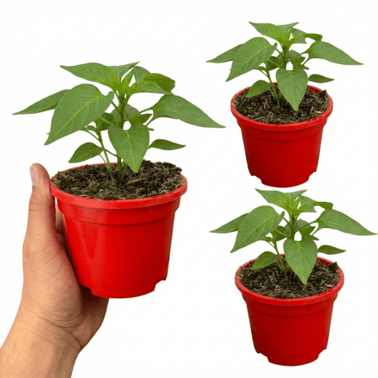Set of 3 or 6 Large Plants - Sweet Pepper Snack Orange, Ready to Plant in Your Garden - Frankton's