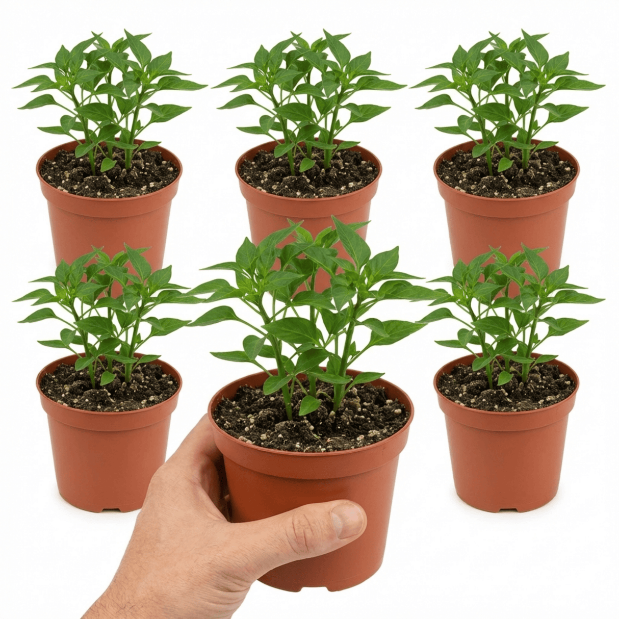 Set of 3 or 6 Large Plants - Sweet Pepper Snack Orange, Ready to Plant in Your Garden - Frankton's