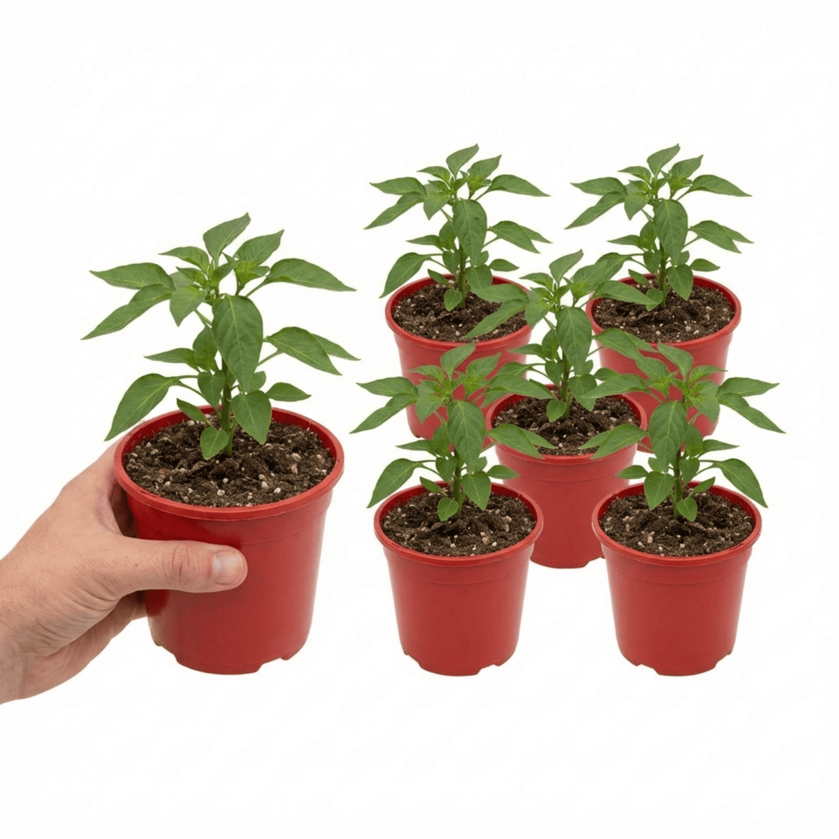 Set of 3 or 6 Large Plants - Sweet Pepper Snack Yellow, Ready to Plant in Your Garden - Frankton's
