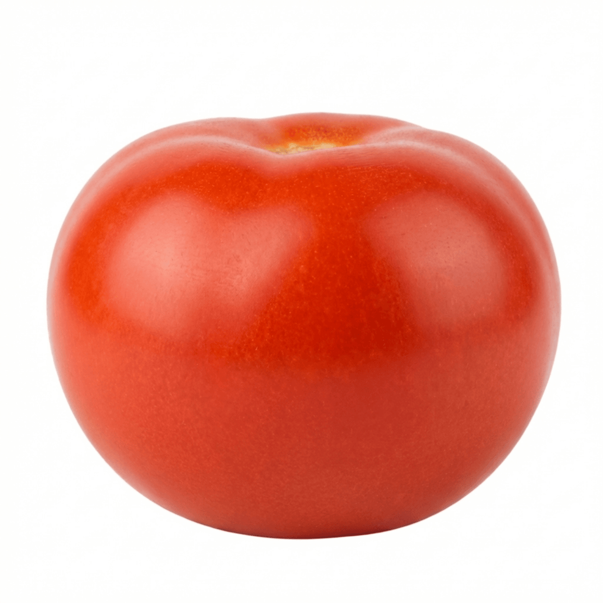 Set of 3 or 6 Large Plants - Tomato Alicante Variety, Ready to Plant in Your Garden - Frankton's