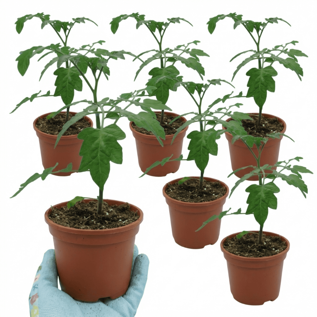 Set of 3 or 6 Large Plants - Tomato Buffalosun Variety, Ready to Plant in Your Garden - Frankton's