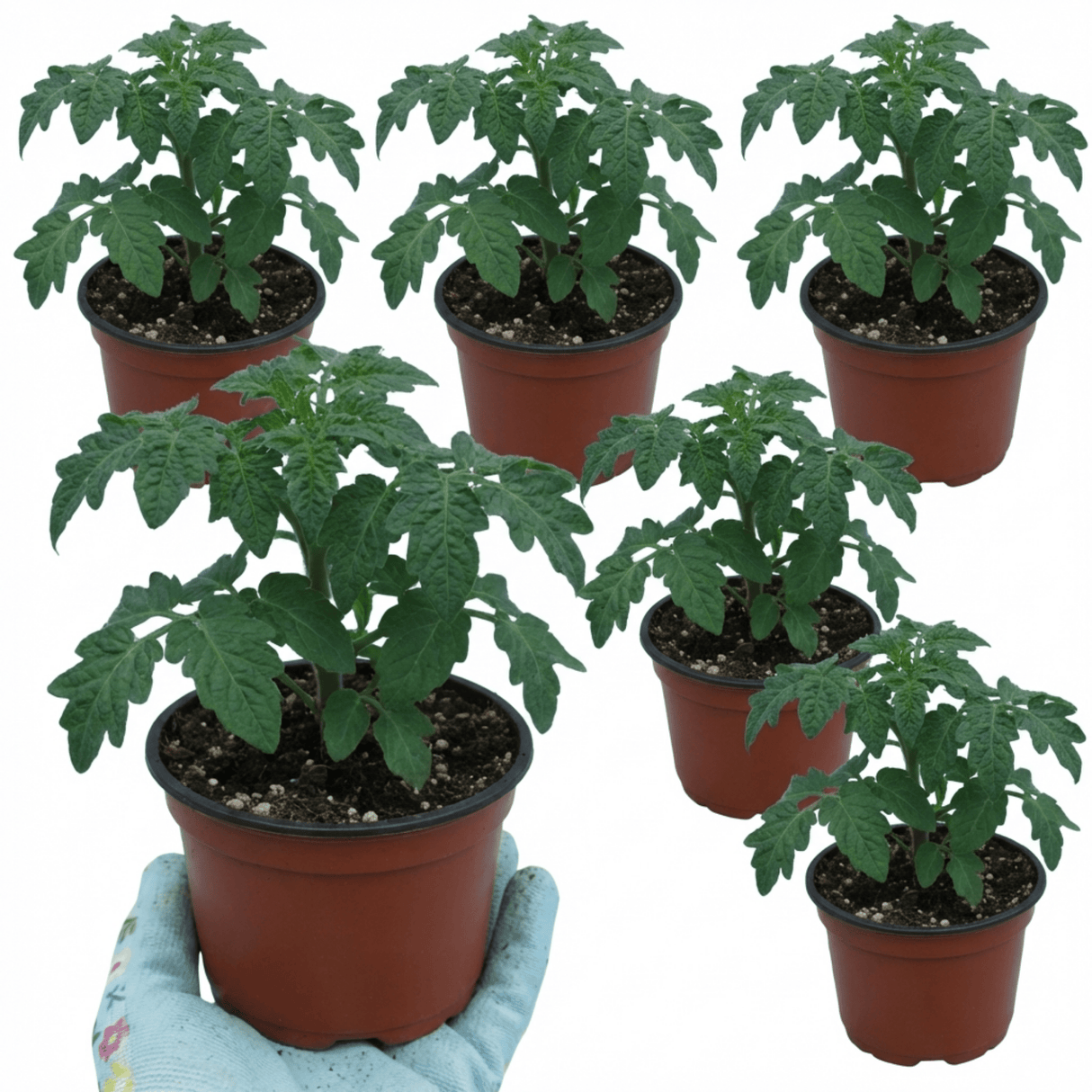 Set of 3 or 6 Large Plants - Tomato Bush Steak (Megabyte), Ready to Plant in Your Garden - Frankton's