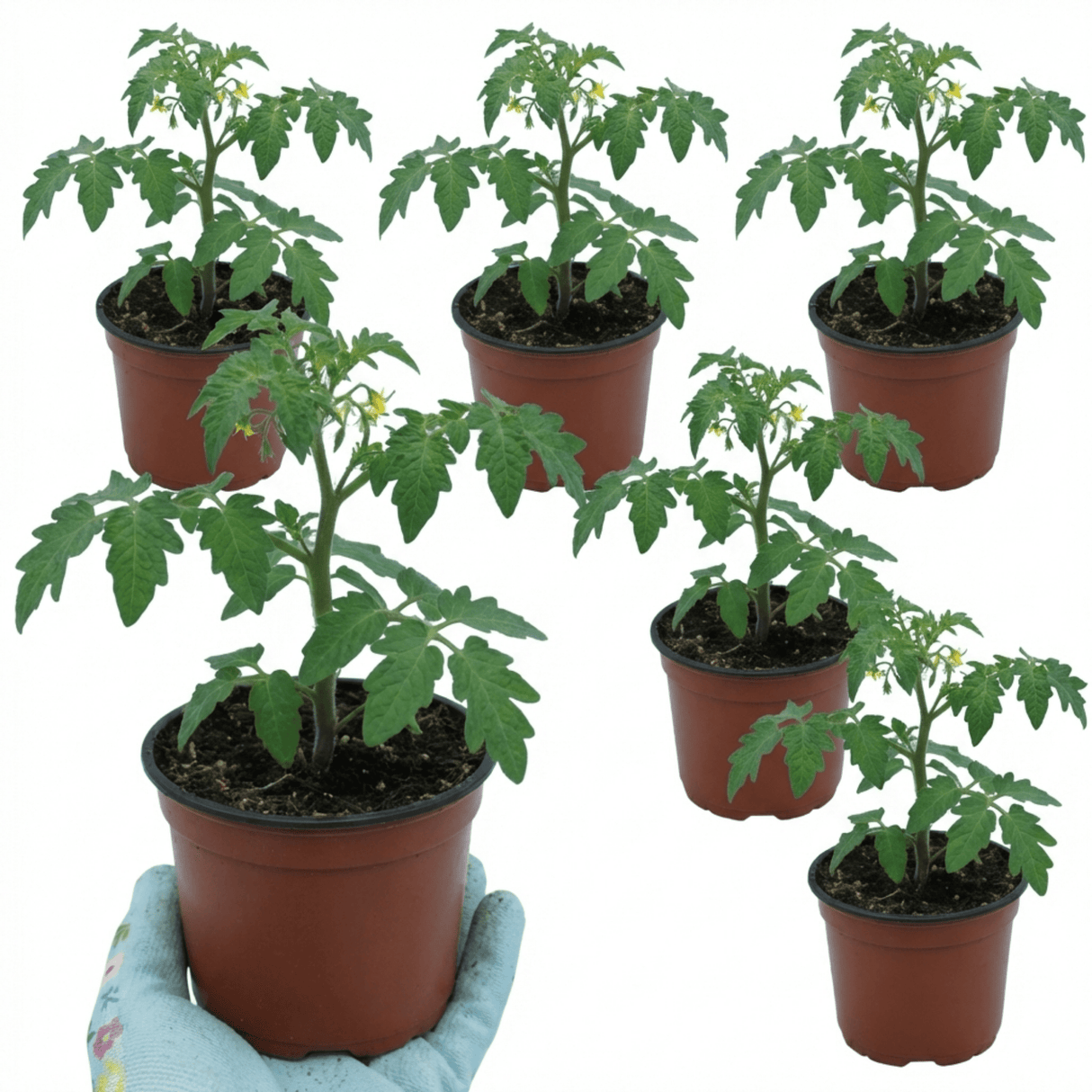 Set of 3 or 6 Large Plants - Tomato Crokini Variety, Ready to Plant in Your Garden - Frankton's