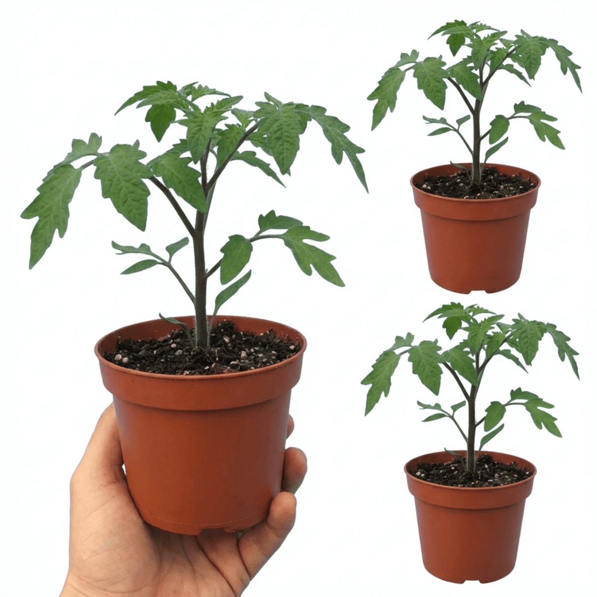 Set of 3 or 6 Large Plants - Tomato Gardeners Delight Variety, Ready to Plant in Your Garden - Frankton's