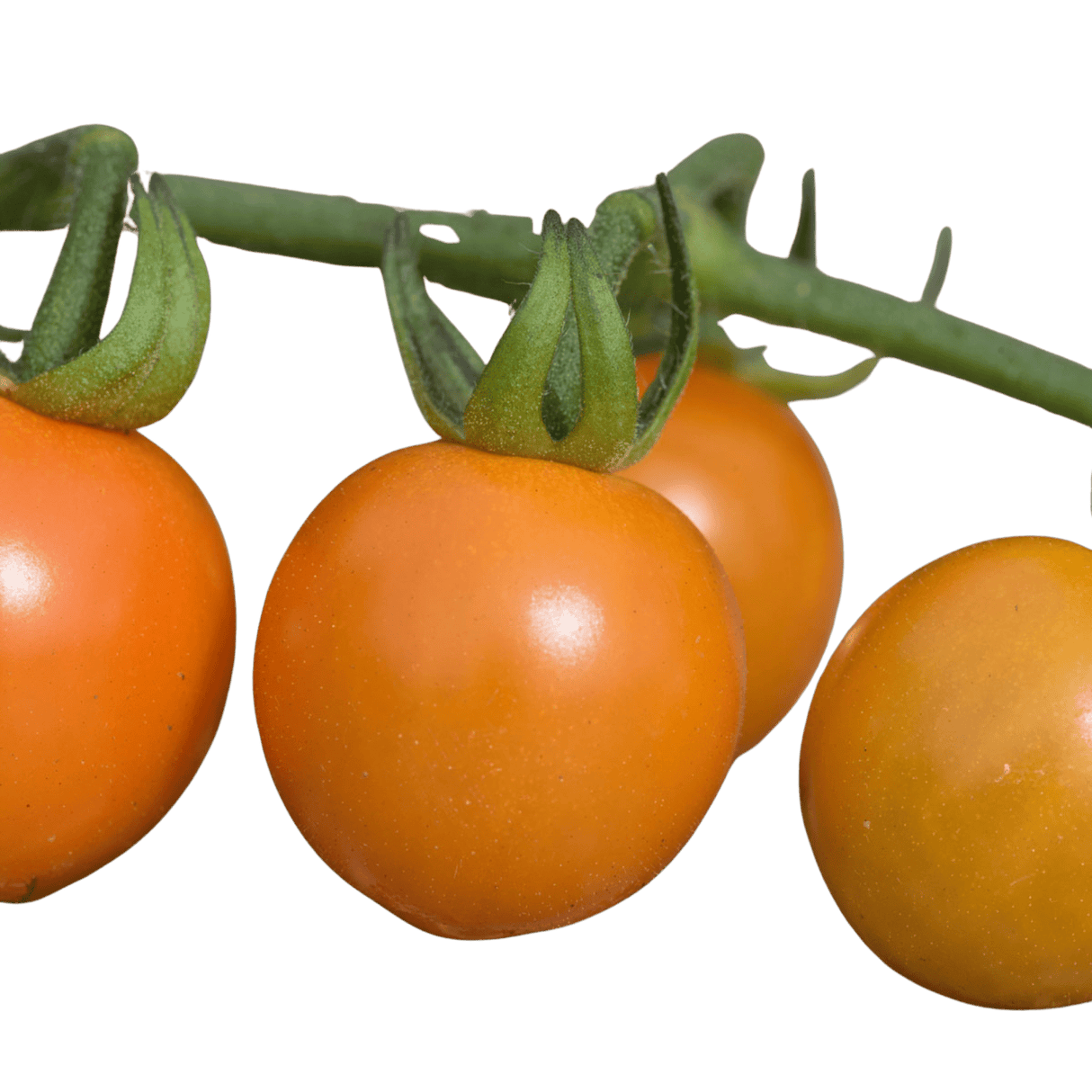 Set of 3 or 6 Large Plants - Tomato Honeycomb Variety, Outdoor Garden Ready, 10.5 cm - Frankton's