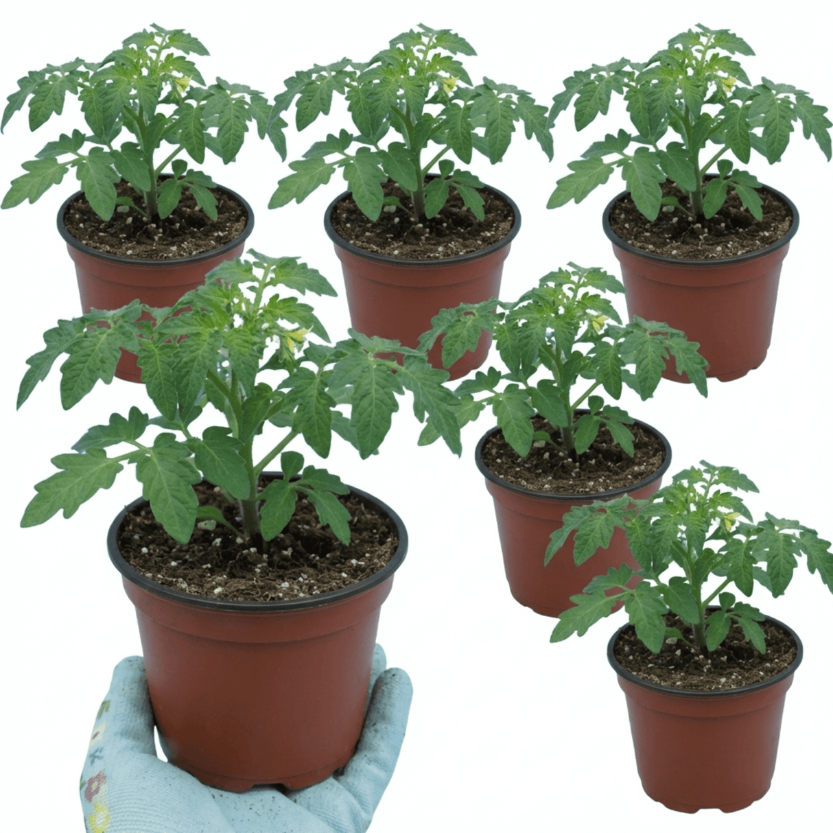 Set of 3 or 6 Large Plants - Tomato Honeycomb Variety, Outdoor Garden Ready, 10.5 cm - Frankton's