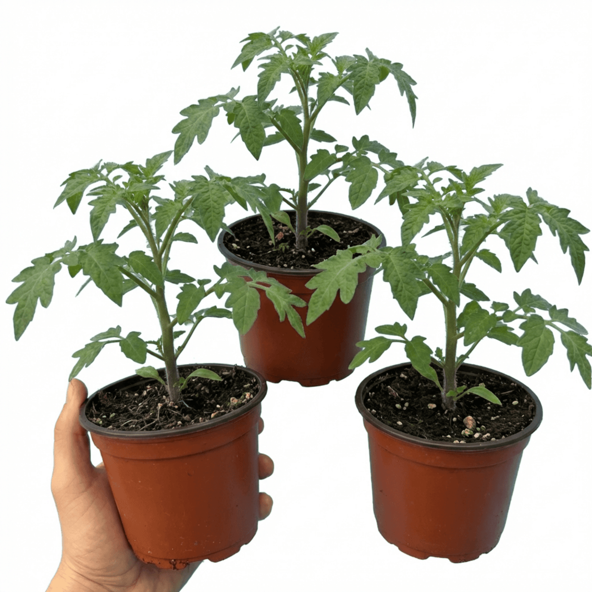 Set of 3 or 6 Large Plants - Tomato Lemon Sherbet, Ready to Plant in Your Garden, 10.5 cm - Frankton's