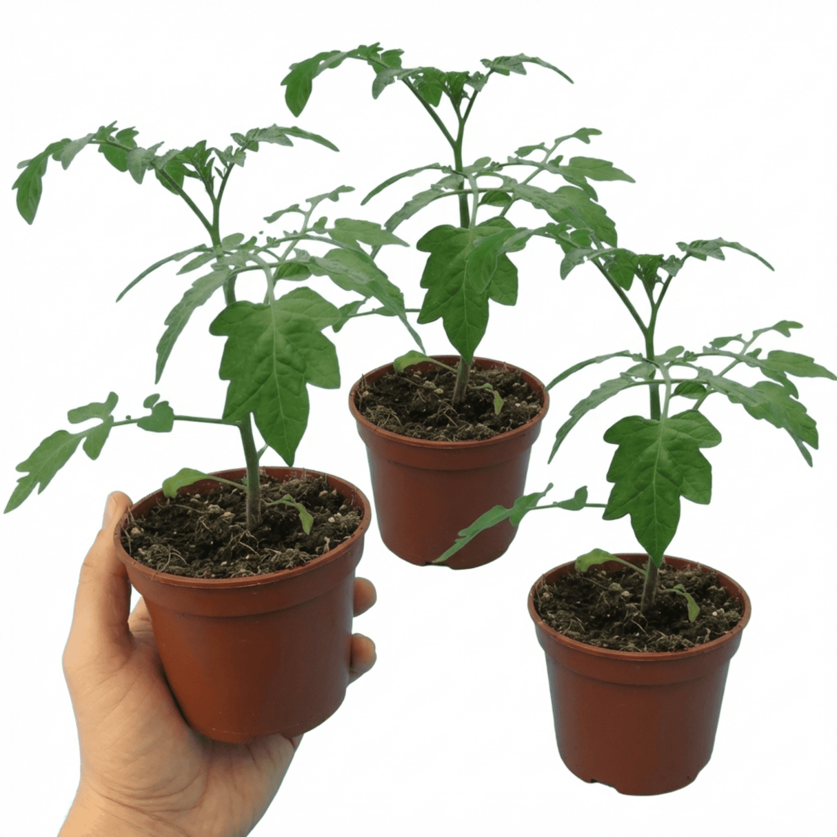 Set of 3 or 6 Large Plants - Tomato Lizzano Variety, Ready to Plant in Your Garden, 10.5 cm - Frankton's