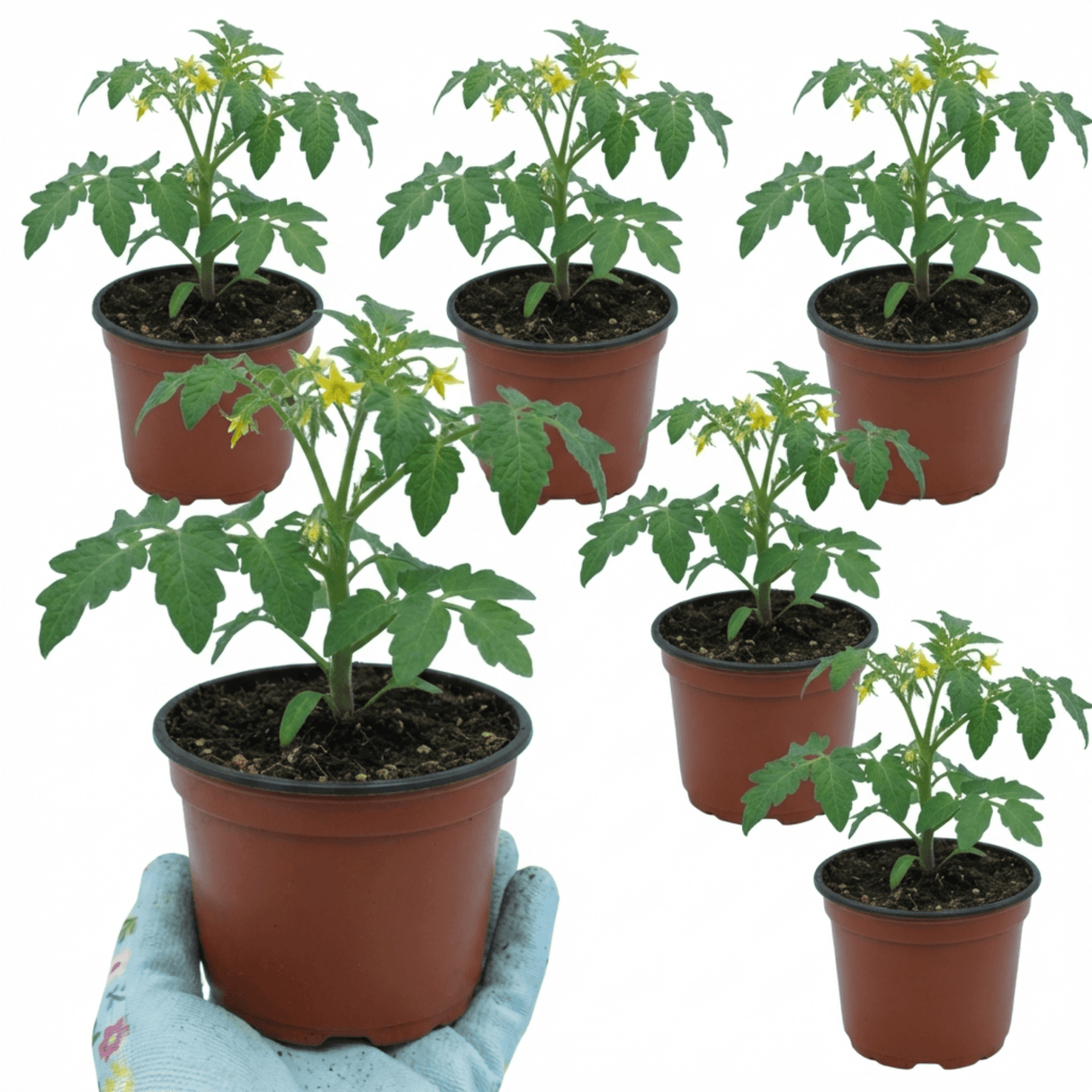 Set of 3 or 6 Large Plants - Tomato Nagina Variety, Ready to Plant in Your Garden - Frankton's