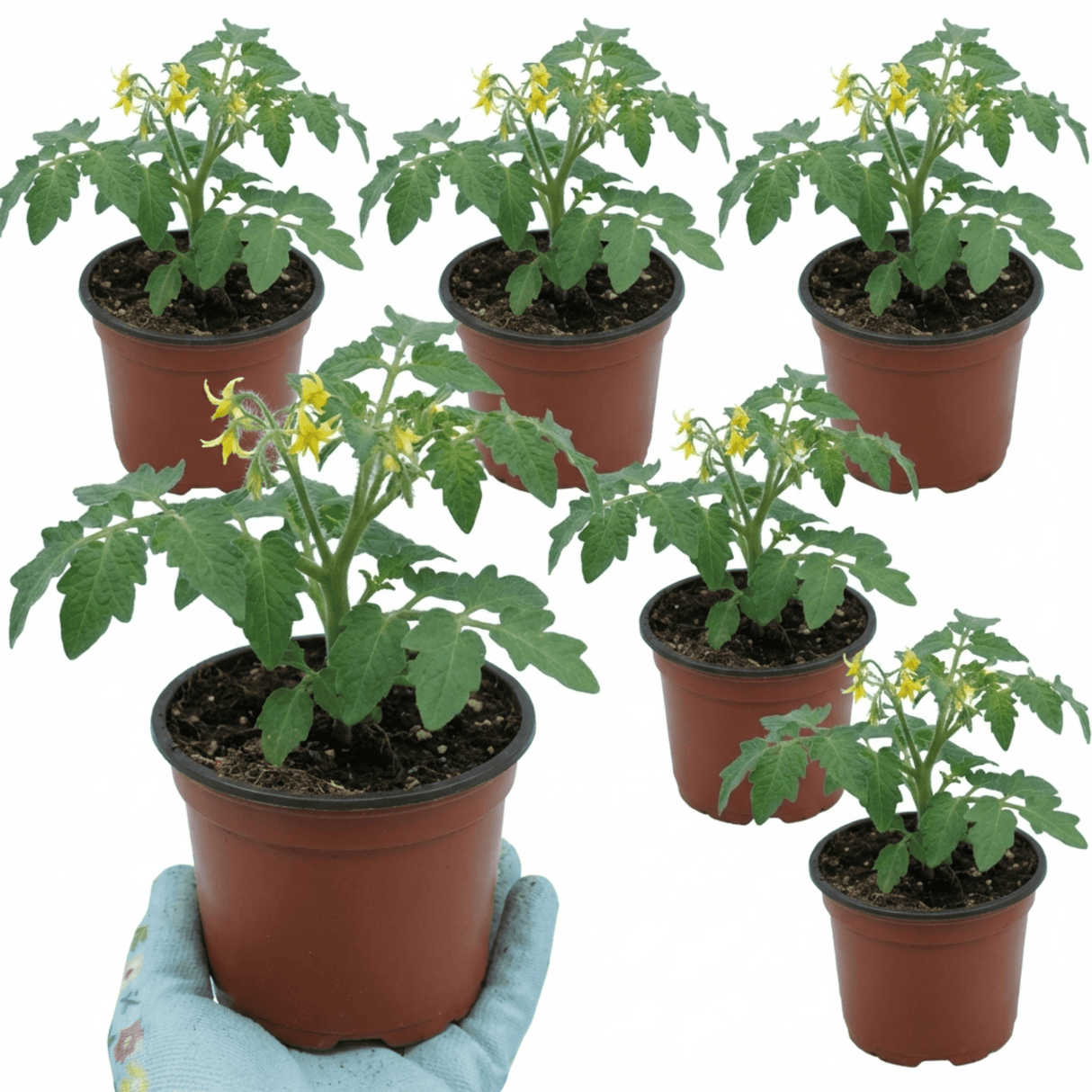 Set of 3 or 6 Large Plants - Tomato Ricola Fire & Lightning, Ready to Plant in Your Garden - Frankton's