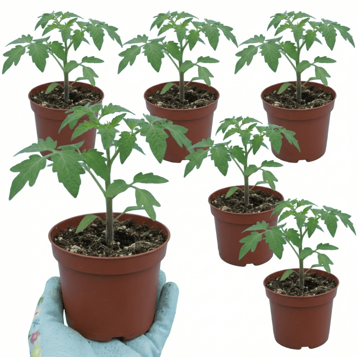 Set of 3 or 6 Large Plants - Tomato Supersteak Variety, Ready to Plant in Your Garden - Frankton's