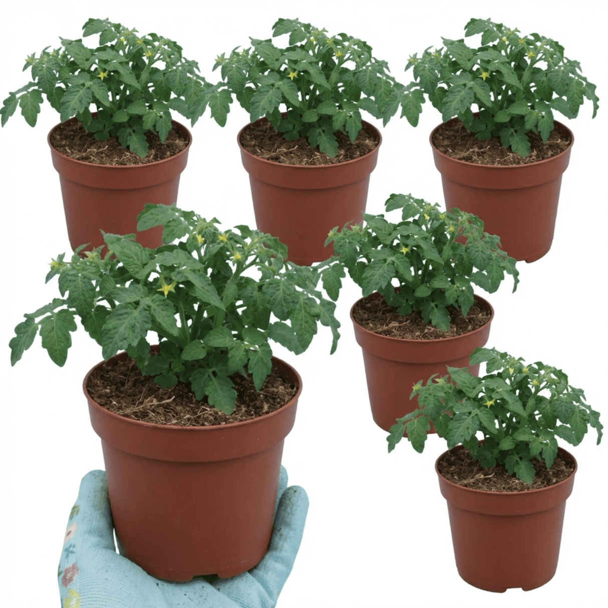 Set of 3 or 6 Large Plants - Tomato Tumbling Tom Variety, Outdoor Garden Ready, 10.5 cm - Frankton's