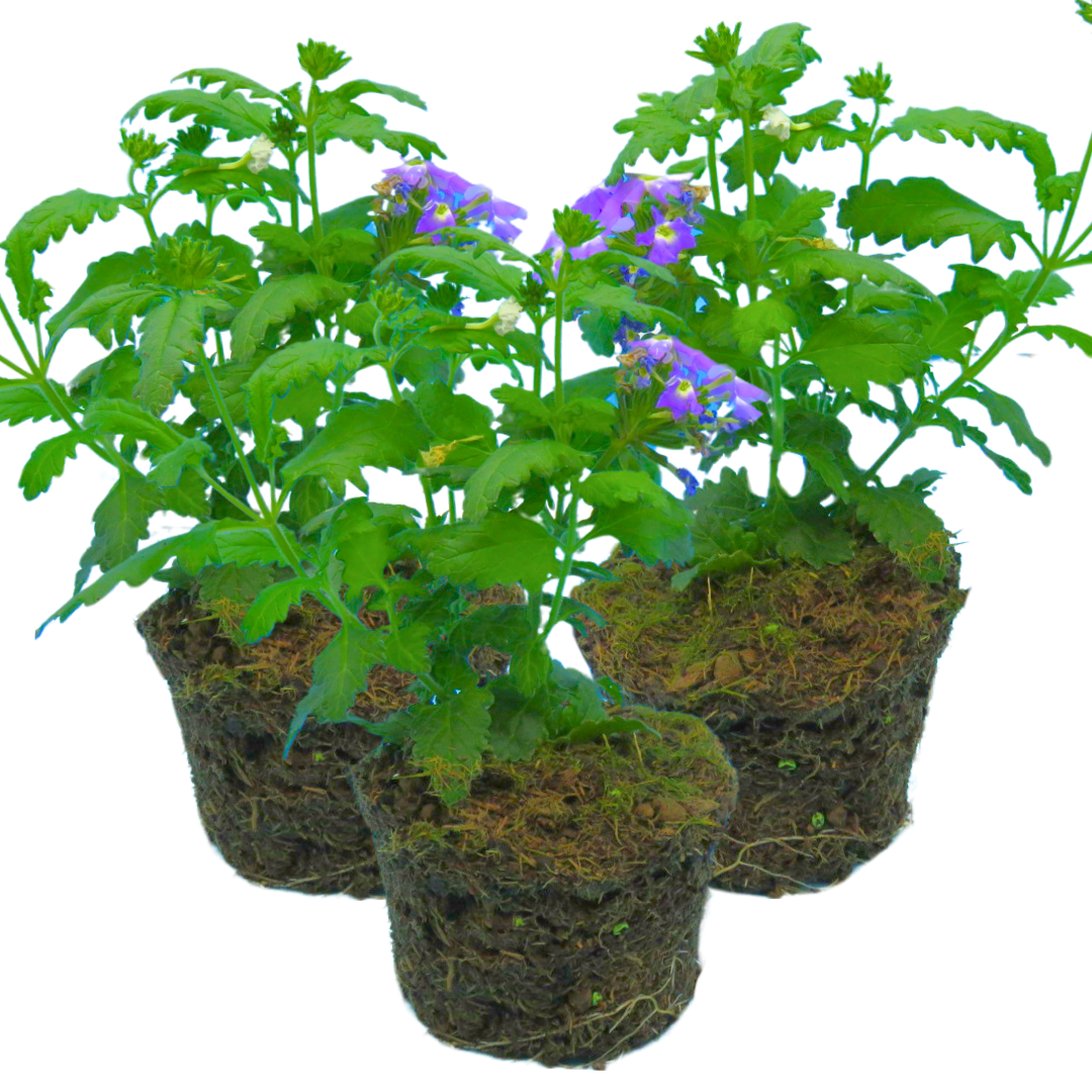 Set of 3 or 6 Large Plants - Verbena Lanai Up True Blue, Ready to Plant in Your Garden - Frankton's