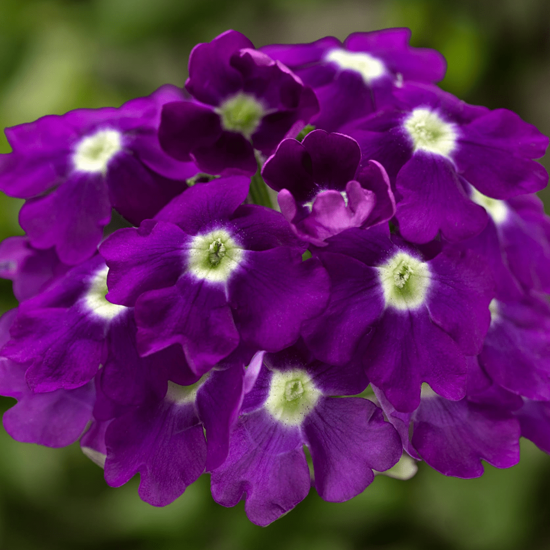 Set of 3 or 6 Large Plants - Verbena Lanai Up True Blue, Ready to Plant in Your Garden - Frankton's