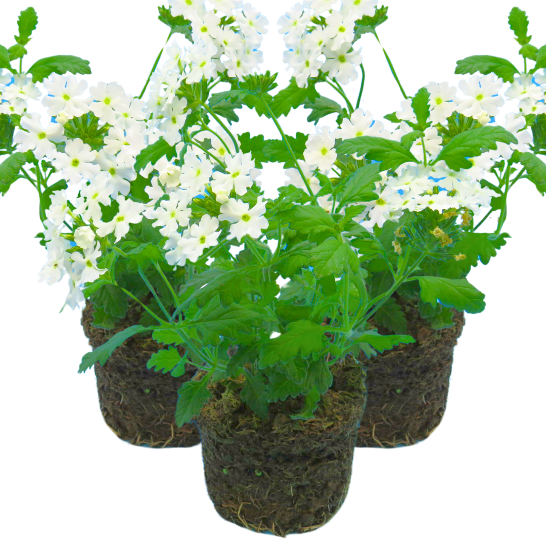 Set of 3 or 6 Large Plants - Verbena Lanai Up White, Ready to Plant in Your Garden - Frankton's