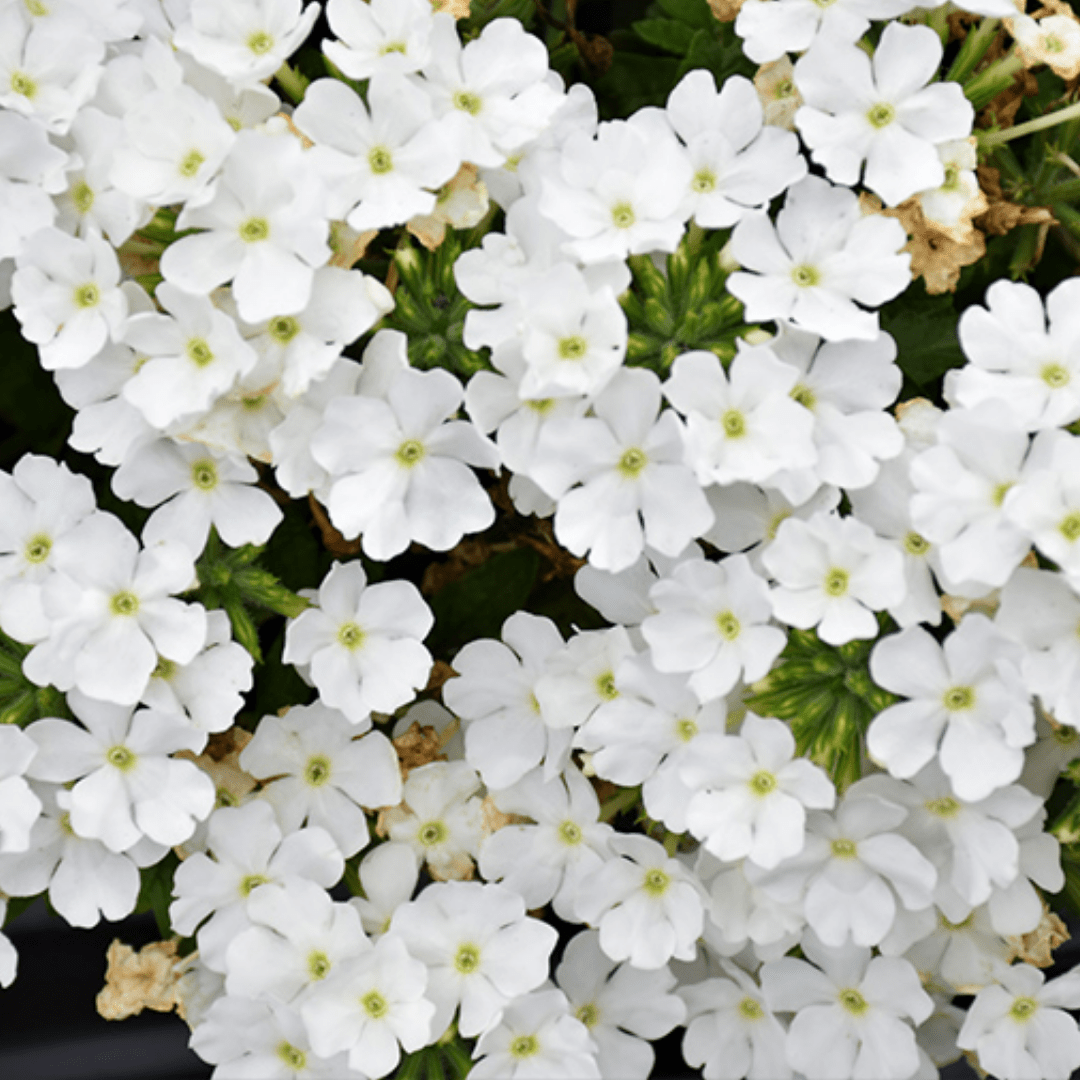 Set of 3 or 6 Large Plants - Verbena Lanai Up White, Ready to Plant in Your Garden - Frankton's