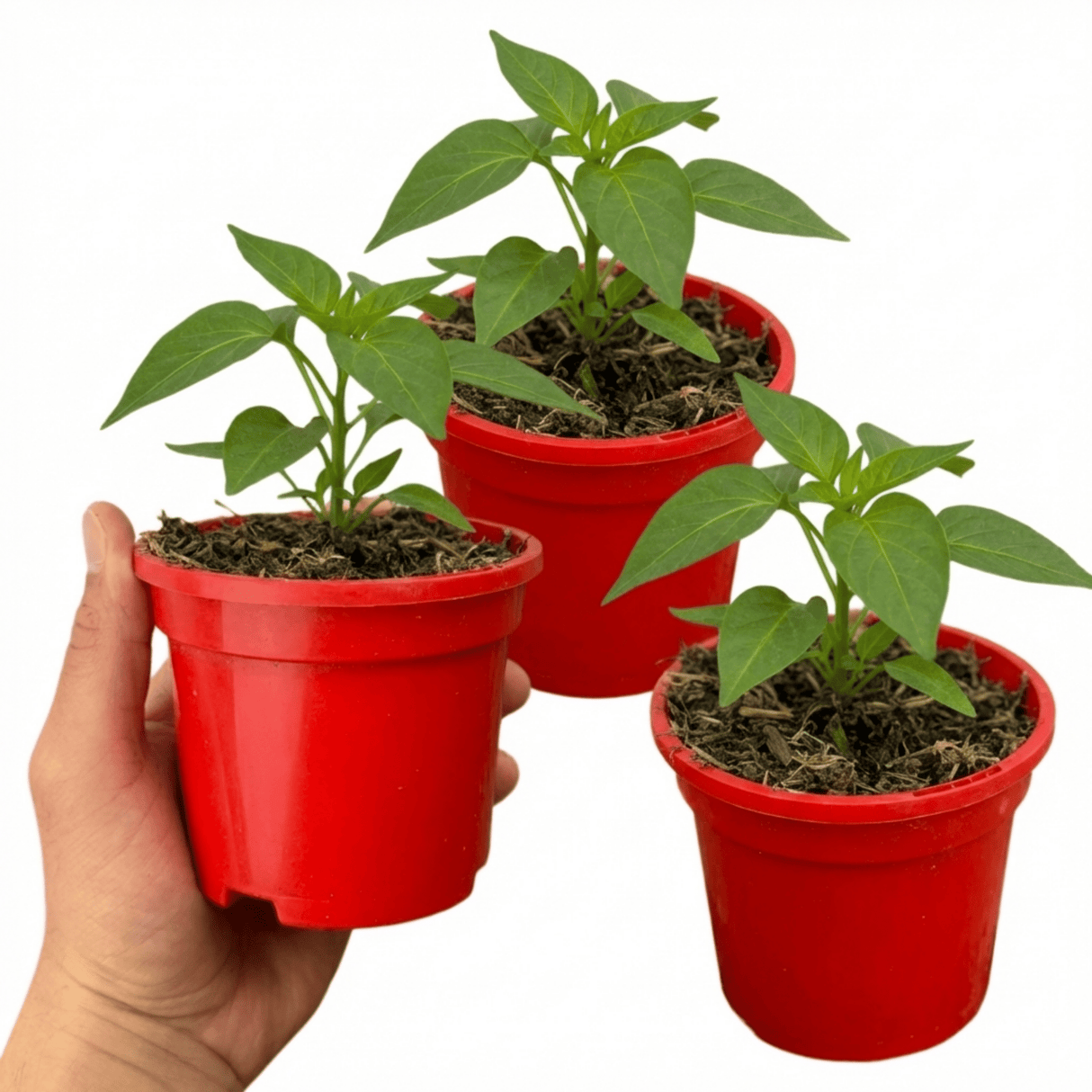 Set of 3 or 6 Large Sweet Pepper Plants - Liberty Belle, Ready to Plant in Your Garden - Frankton's