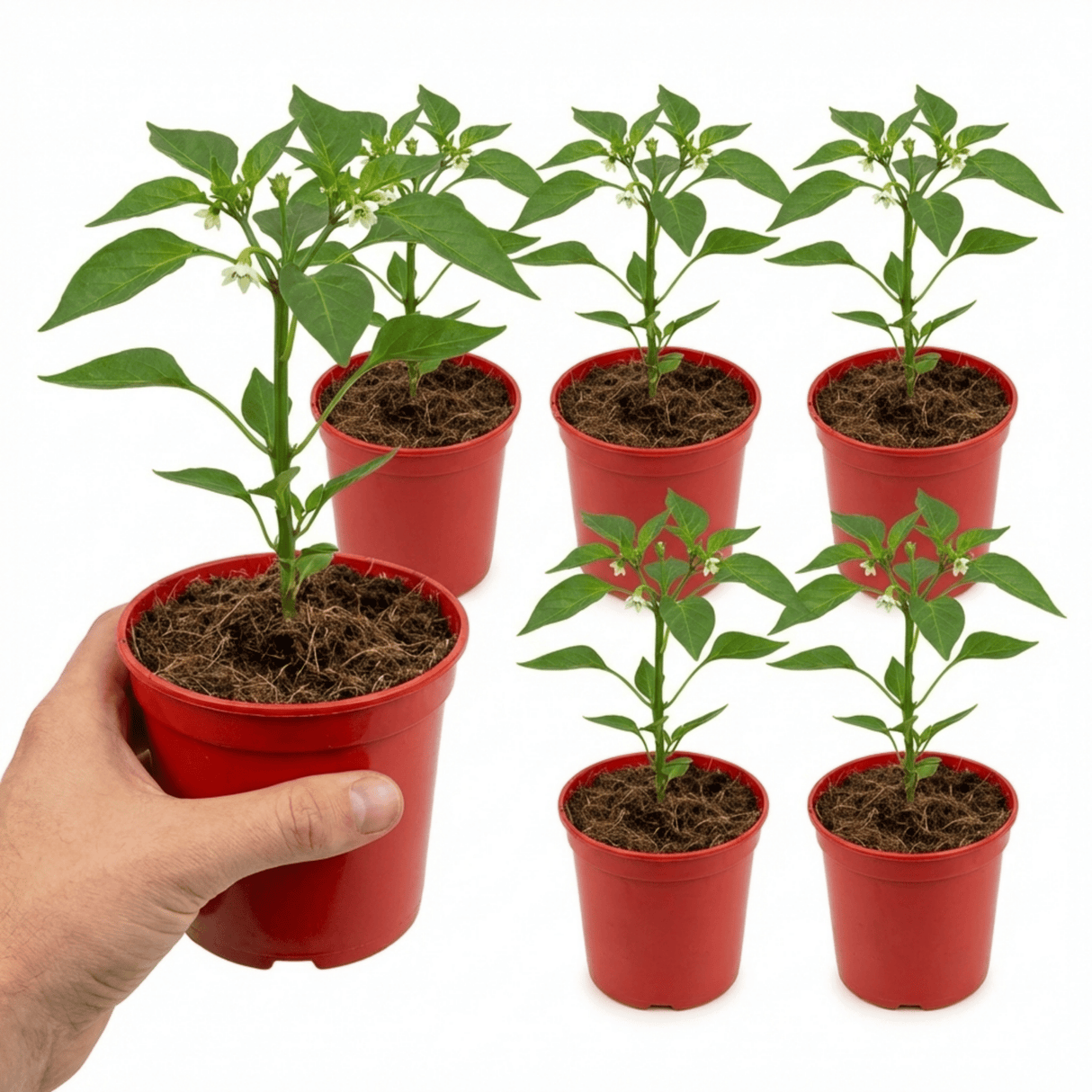 Set of 3 or 6 Large Sweet Pepper Plants - Liberty Belle, Ready to Plant in Your Garden - Frankton's