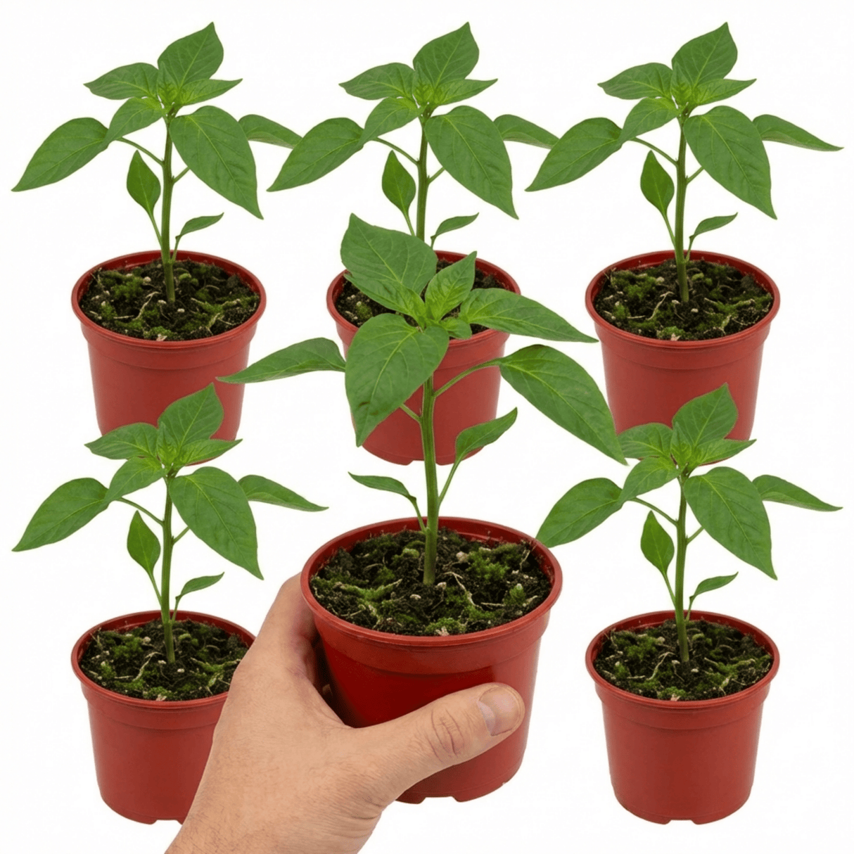 Set of 3 or 6 Large Sweet Pepper Plants - Thor Variety, Ready to Plant in Your Garden - Frankton's