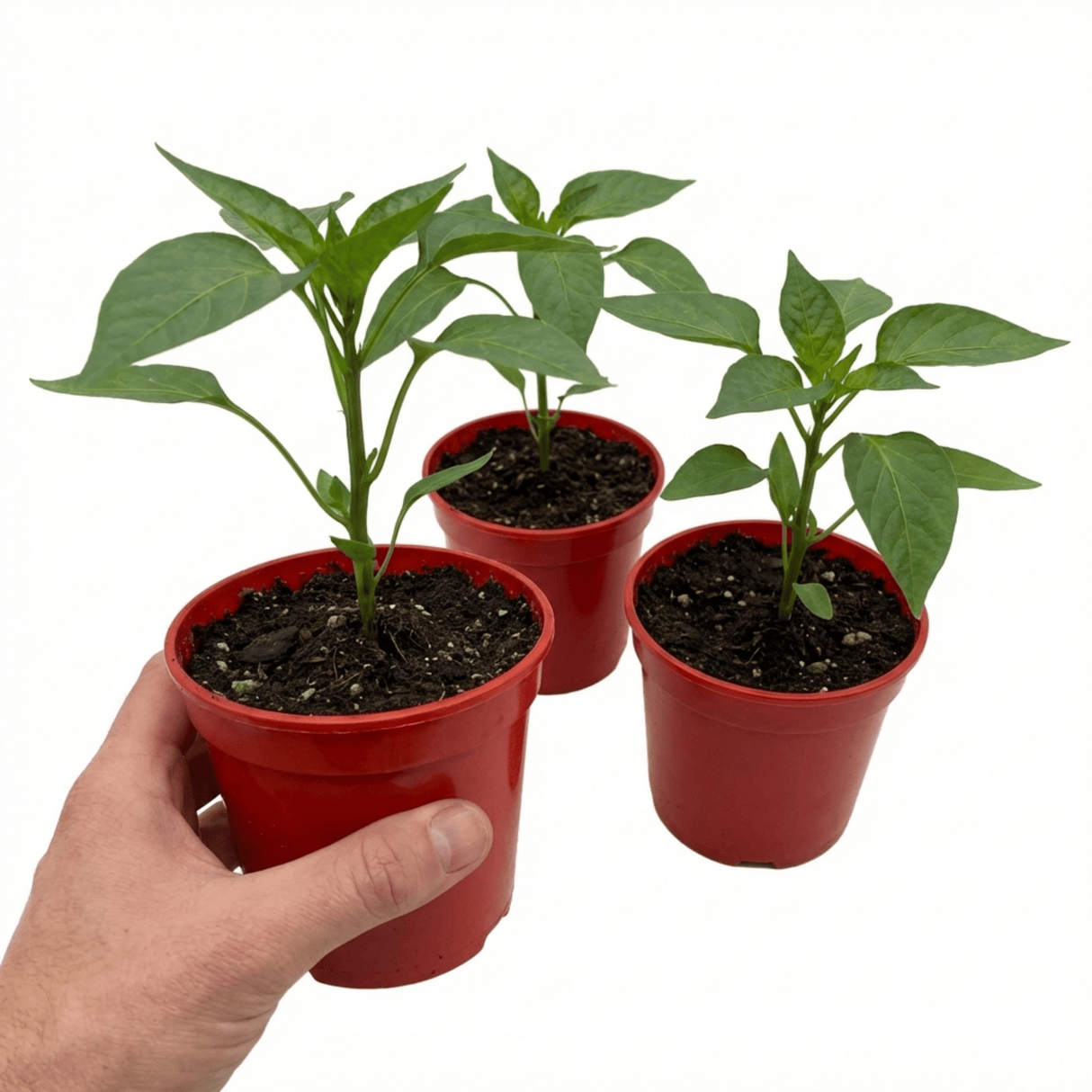 Set of 3 or 6 Large Sweet Pepper Plants - Thor Variety, Ready to Plant in Your Garden - Frankton's