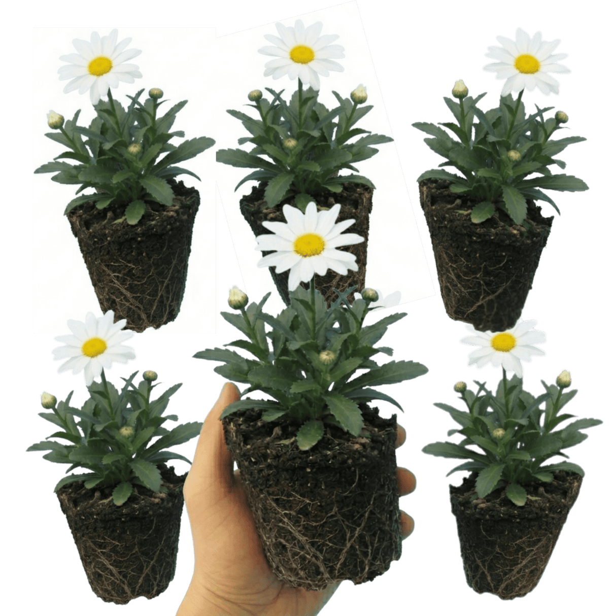 Set of 3 or 6 Leucanthemum Madonna White Shasta Daisy Plants, Hardy Perennial, 11cm or 1L Root Ball - Frankton's