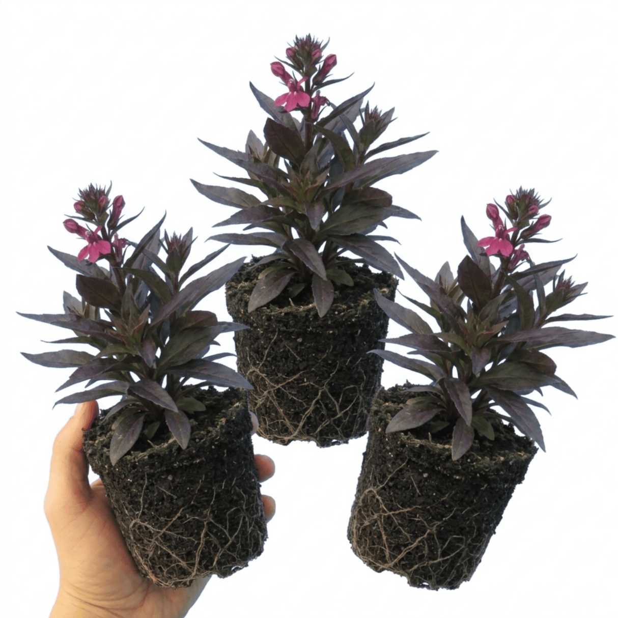 Set of 3 or 6 Lobelia Starship Bronze Leaf Upright Hardy Perennial Plants, Garden Ready, 1 Litre Root Ball - Frankton's