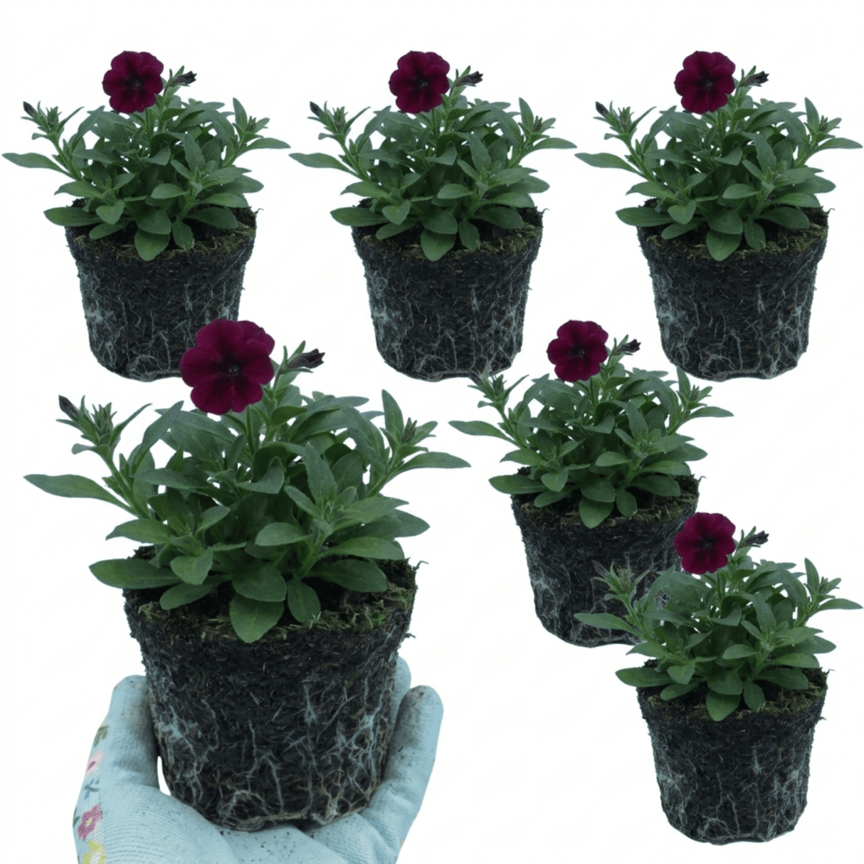 Set of 3 or 6 Lobelia Starship Burgundy Upright Hardy Perennial Plants, Outdoor Garden Ready, 1 Litre Root Ball - Frankton's