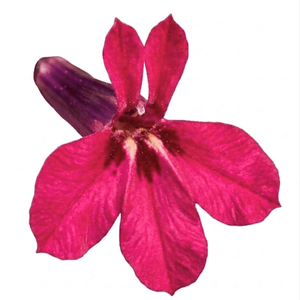 Set of 3 or 6 Lobelia Starship Deep Rose Upright Hardy Perennial Plants, Summer Garden Ready, 1 Litre Root Ball - Frankton's