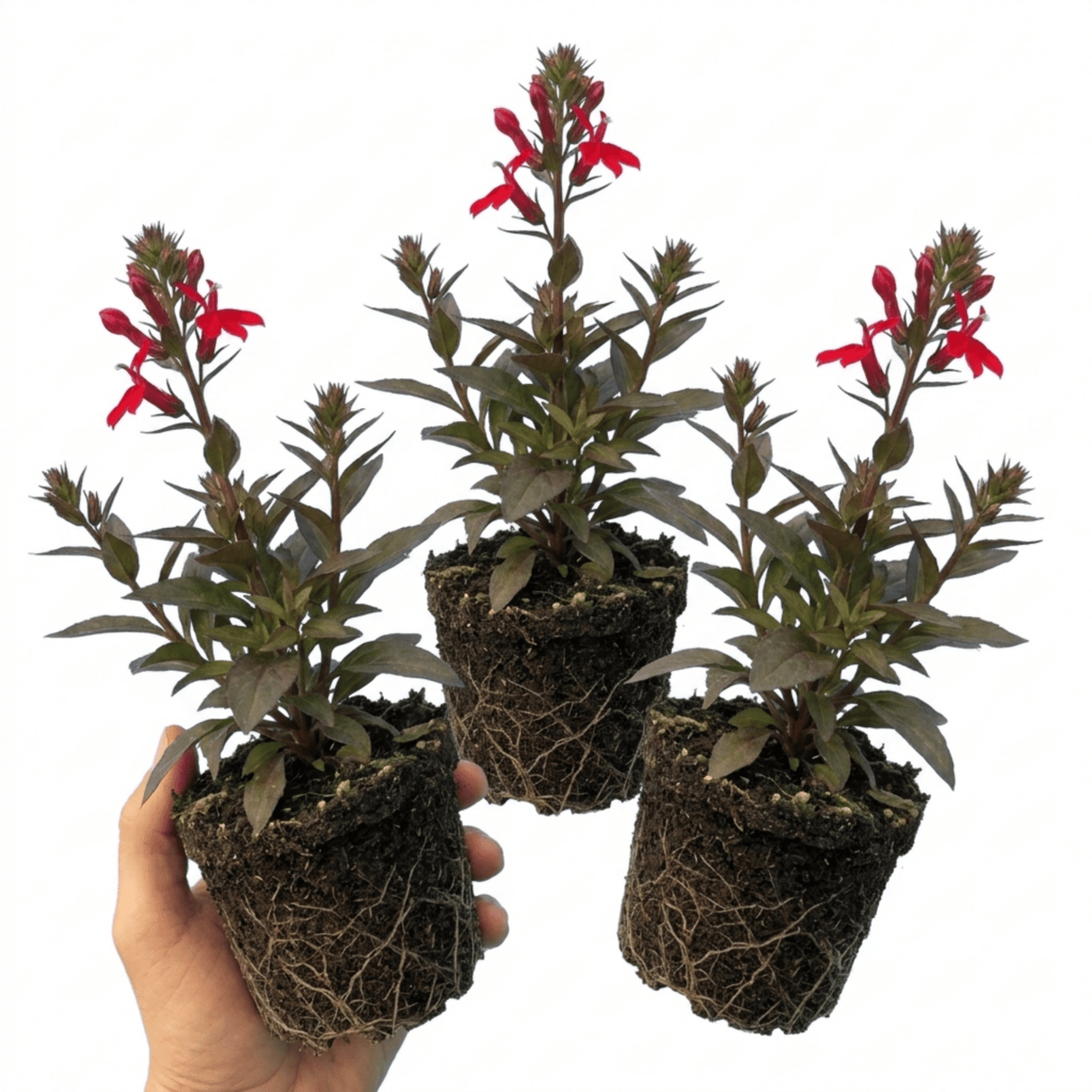 Set of 3 or 6 Lobelia Starship Scarlet Upright Hardy Perennial Plants, Summer Bedding, Garden Ready, 1 Litre Root Ball - Frankton's