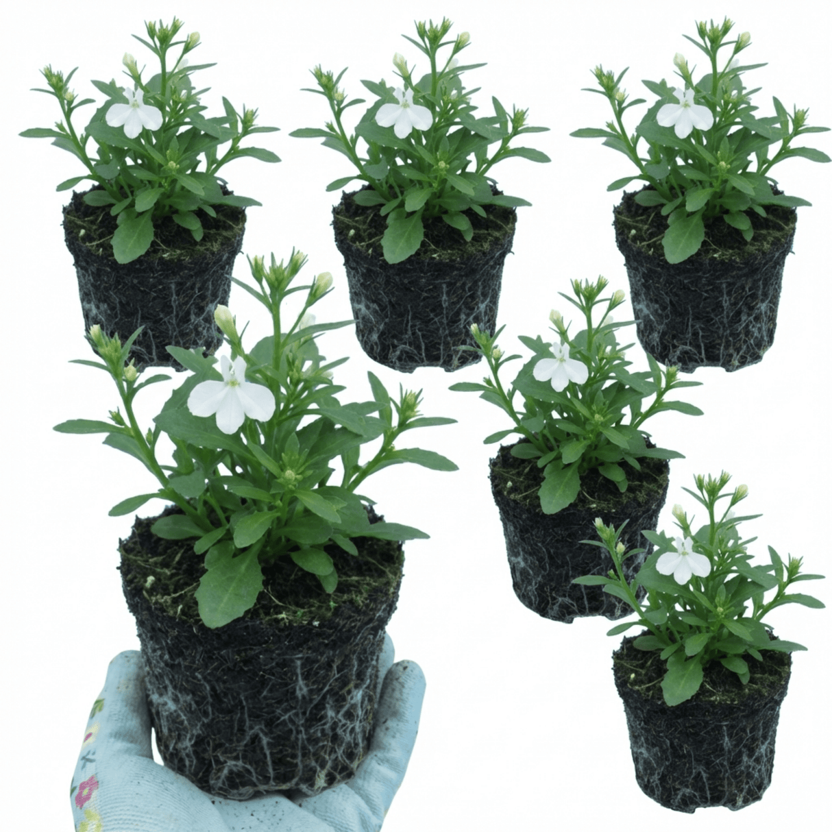 Set of 3 or 6 Lobelia Upright Sweet Springs White Flowering Plants, Summer Flowering Bedding, Garden Ready, 10.5cm Root Ball - Frankton's