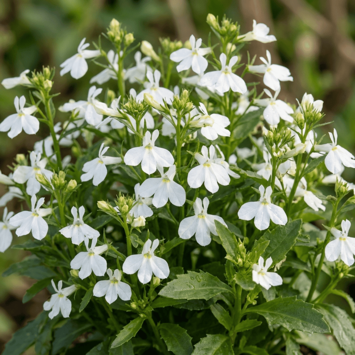 Set of 3 or 6 Lobelia Upright Sweet Springs White Flowering Plants, Summer Flowering Bedding, Garden Ready, 10.5cm Root Ball - Frankton's