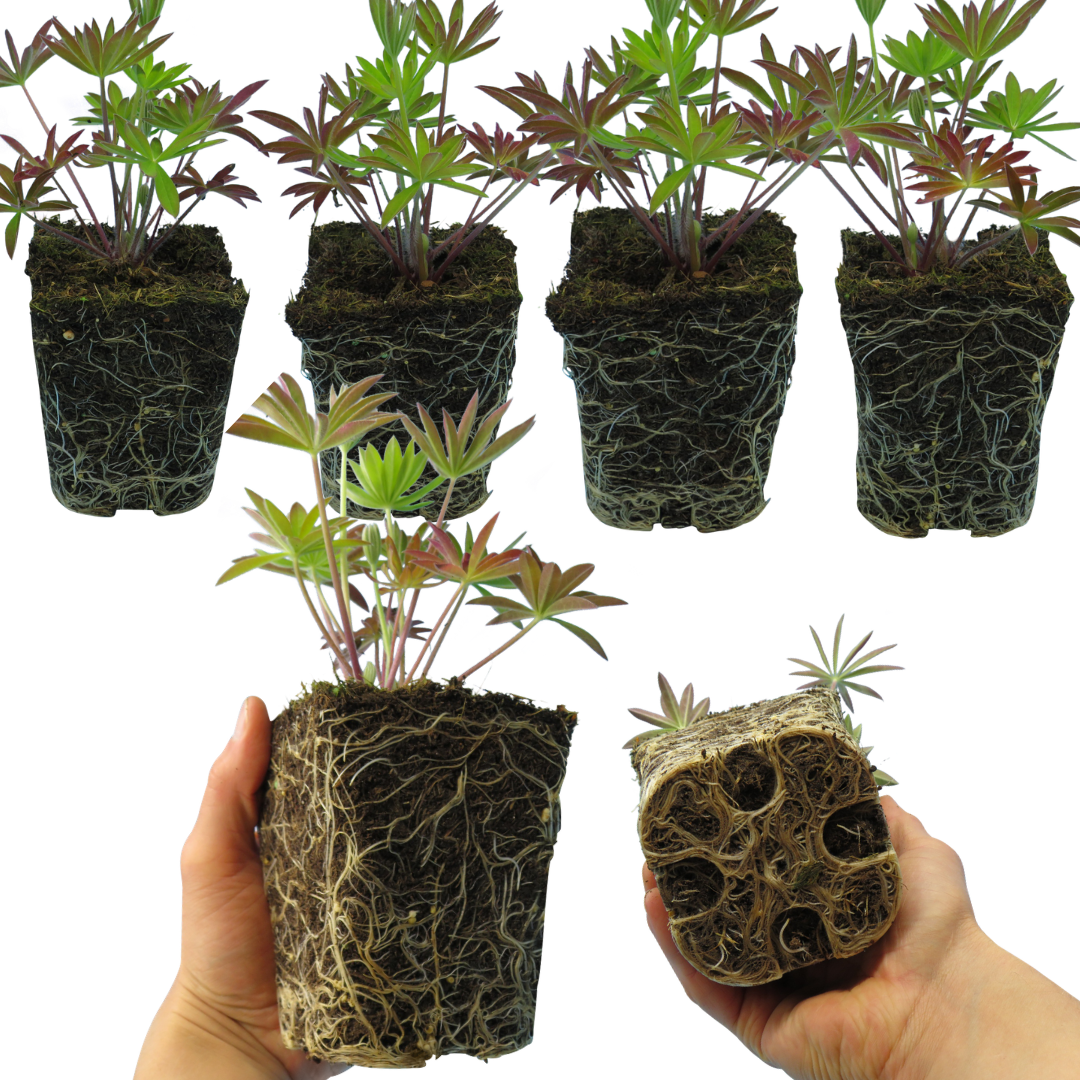 Set of 3 or 6 Lupin Legendary Blue, Ready to Plant in Your Garden, Peat Free - Frankton's
