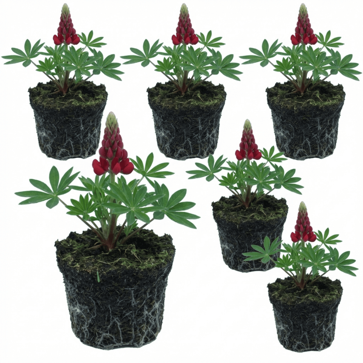 Set of 3 or 6 Lupin Legendary Red Hardy Perennial Plants, Summer Flowering, Bee Friendly Lupins, Outdoor Garden Ready, 1 Litre Root-Ball - Frankton's