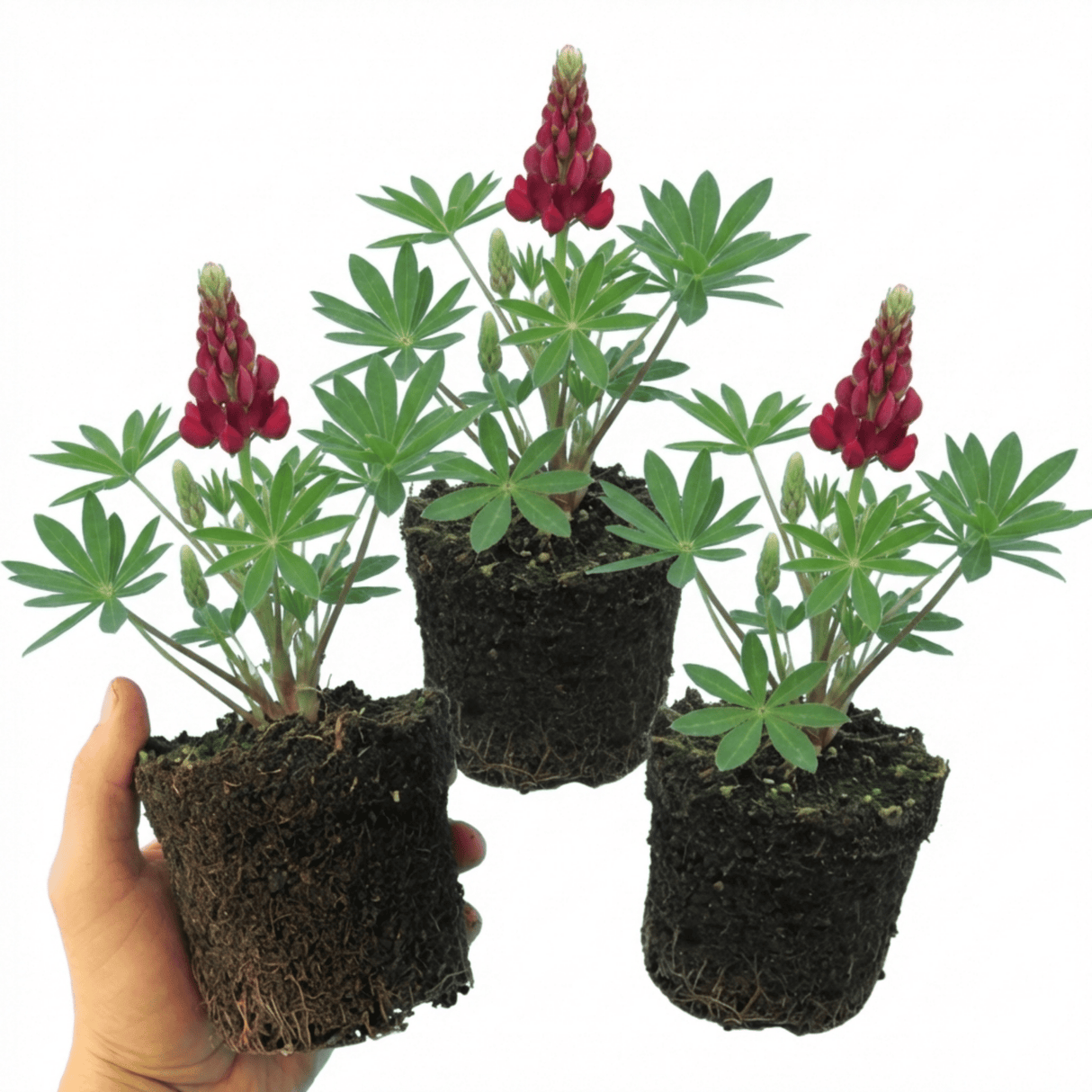 Set of 3 or 6 Lupin Legendary Red Hardy Perennial Plants, Summer Flowering, Bee Friendly Lupins, Outdoor Garden Ready, 1 Litre Root-Ball - Frankton's